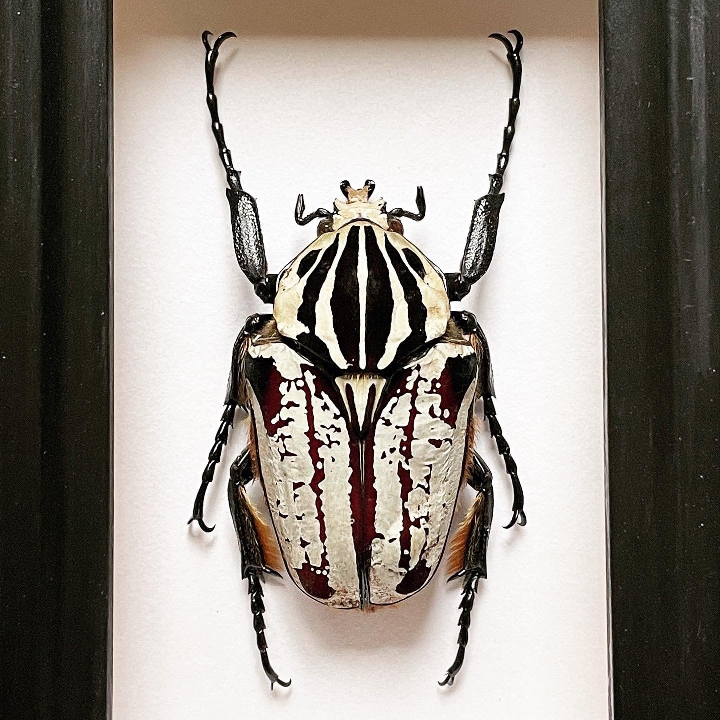 ゴライアスオオツノハナムグリ 昆虫標本 | 地球屋