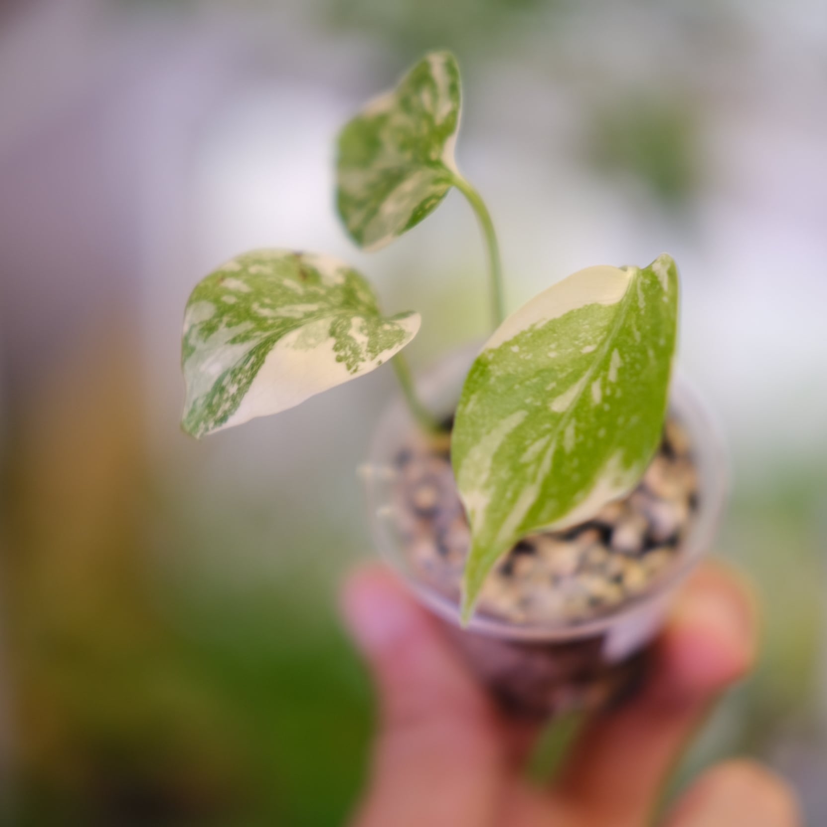 モンステラ・レガシー / Monstera deliciosa 'Legacy③ | tokyoplants