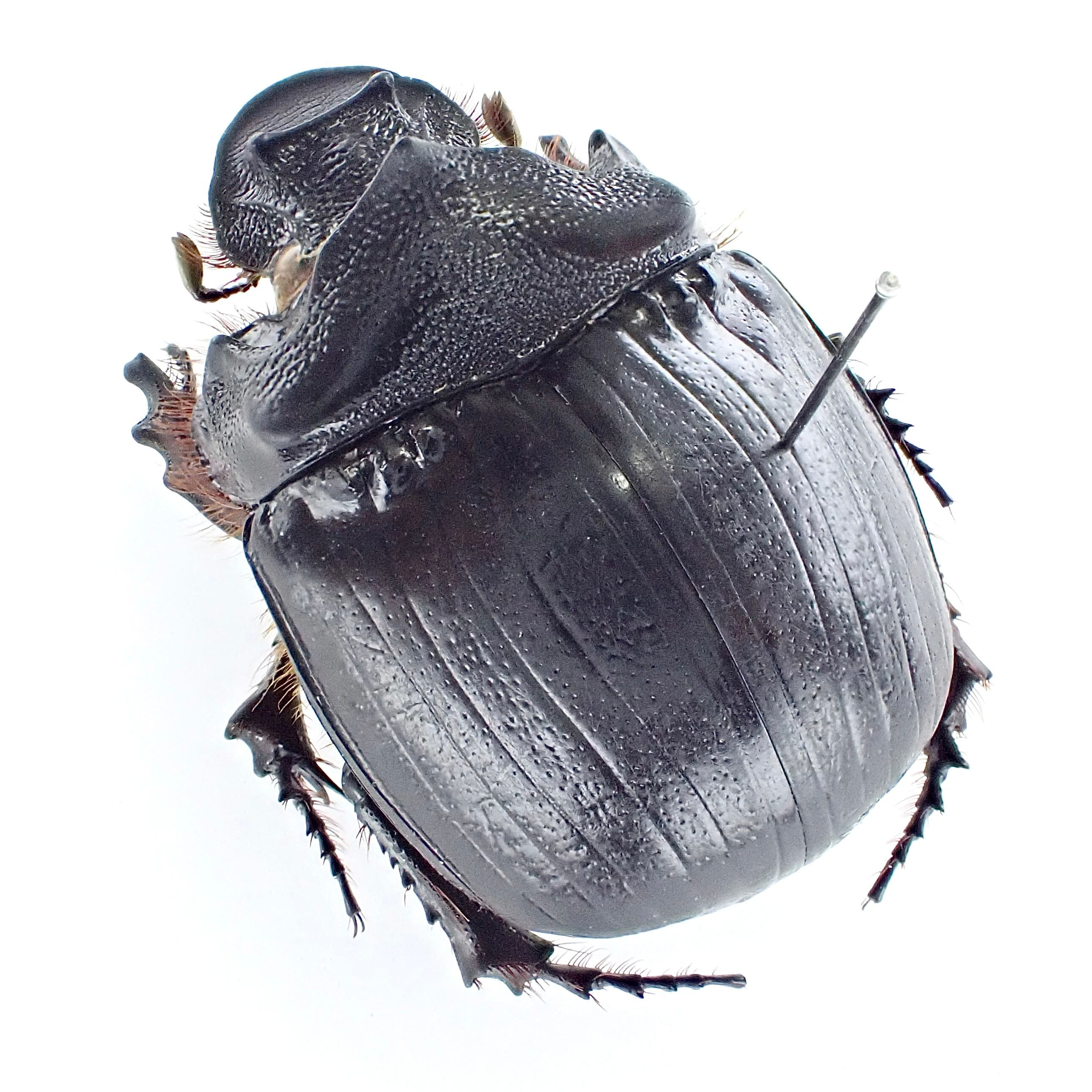 カメルーン産 Heliocopris sp. myrmidon ♂♀ 36mm/36mm | 昆虫標本