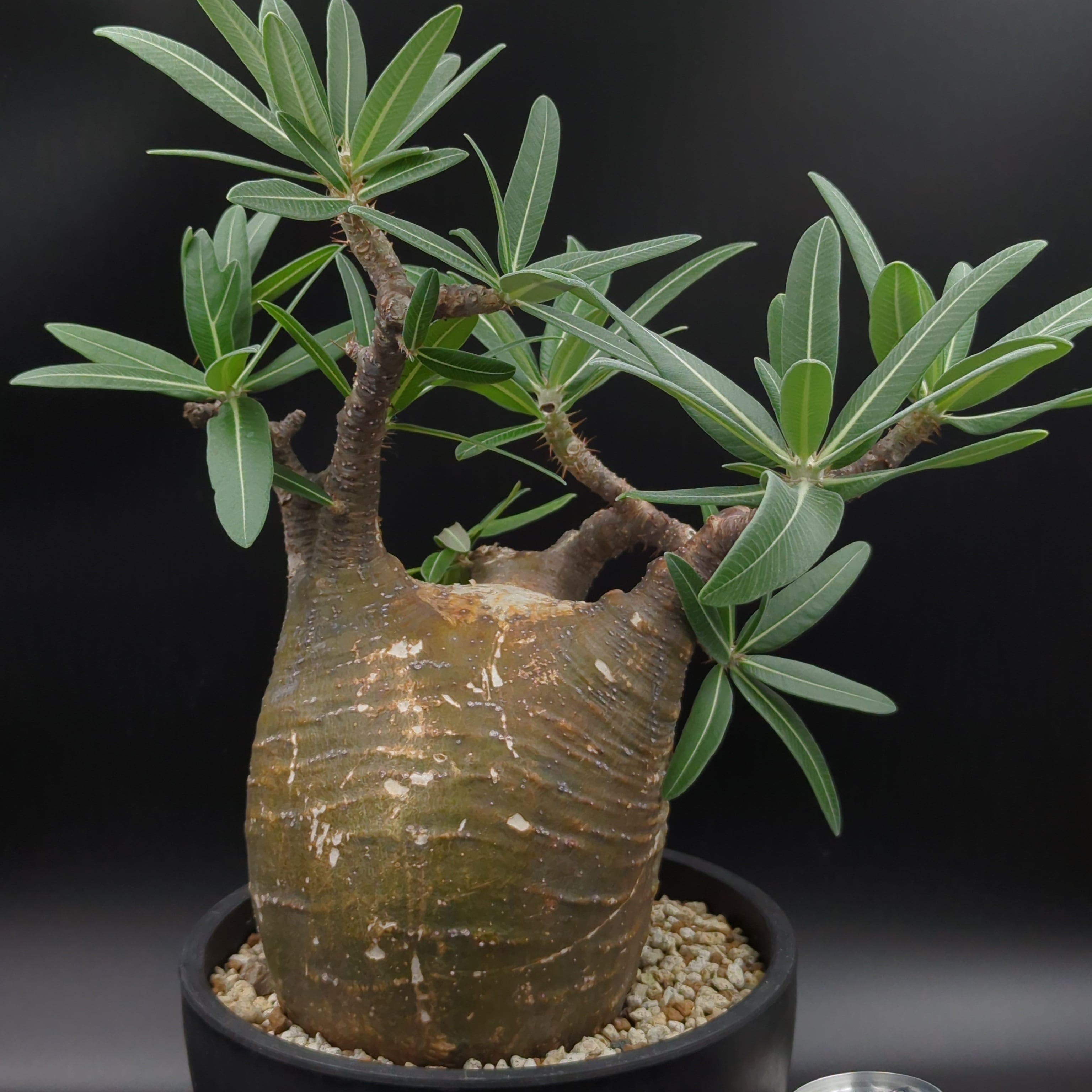 パキポディウム グラキリス 現地株 丸株 良形 コレクション 迷彩