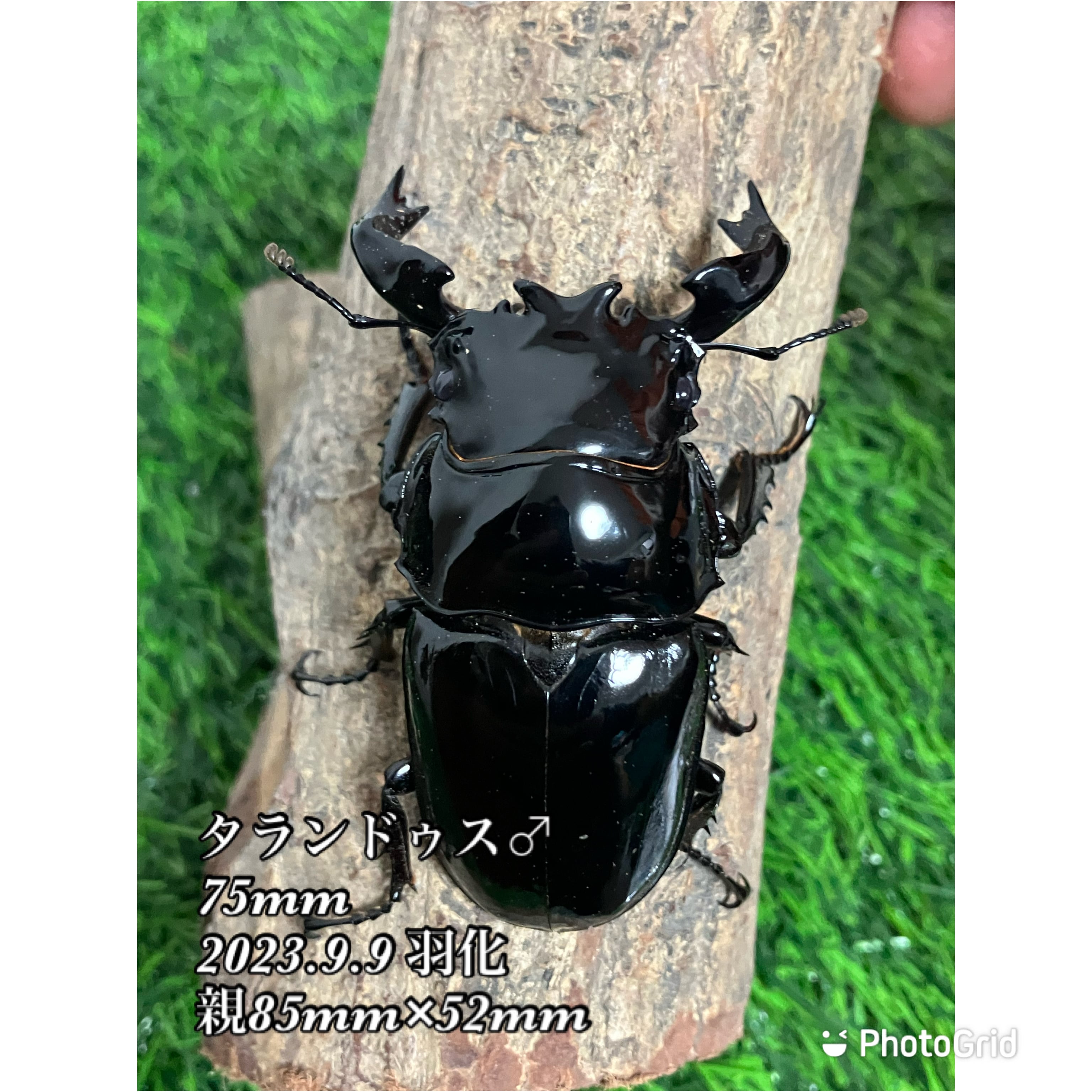 大型血統】タランドゥスオオツヤクワガタ ペア | カブトムシ・クワガタ
