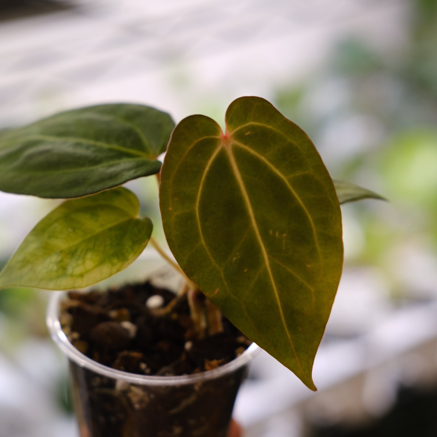 アンスリウム・ミシェル × エースオブスペード / Anthurium 'Michelle