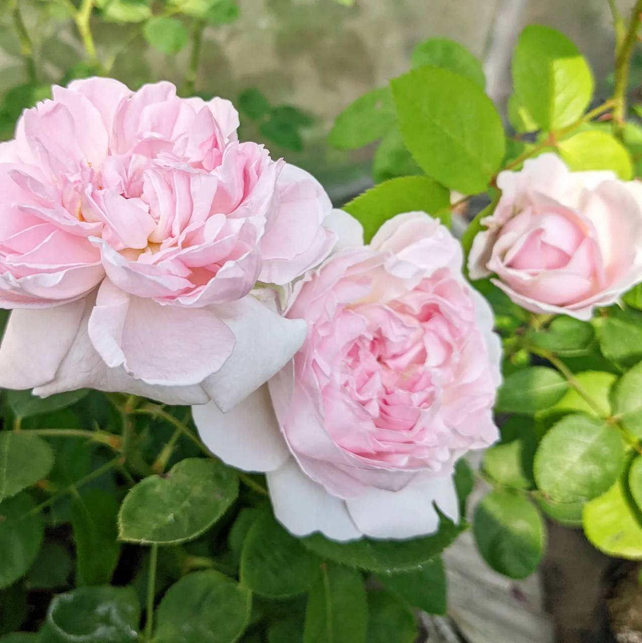 ルドゥーテ | 天空のバラ園(無農薬バラ苗・花苗・クレマチス・ハーブ