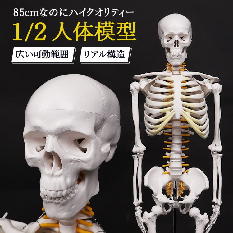 脊柱模型90cm 骨格標本 スタンド付き 人体模型 カイロ 整体 整骨院