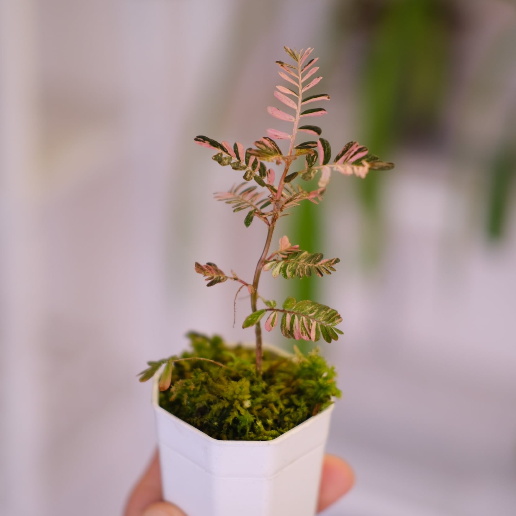 Phyllanthus urinaria 'Pink Variegated'⑦ / フィランサス