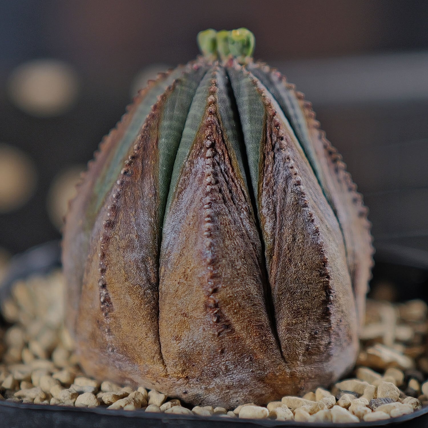 オス株 木質化 美模様 オベサ / ユーフォルビア | LIGHTHOUSE.PLANTS