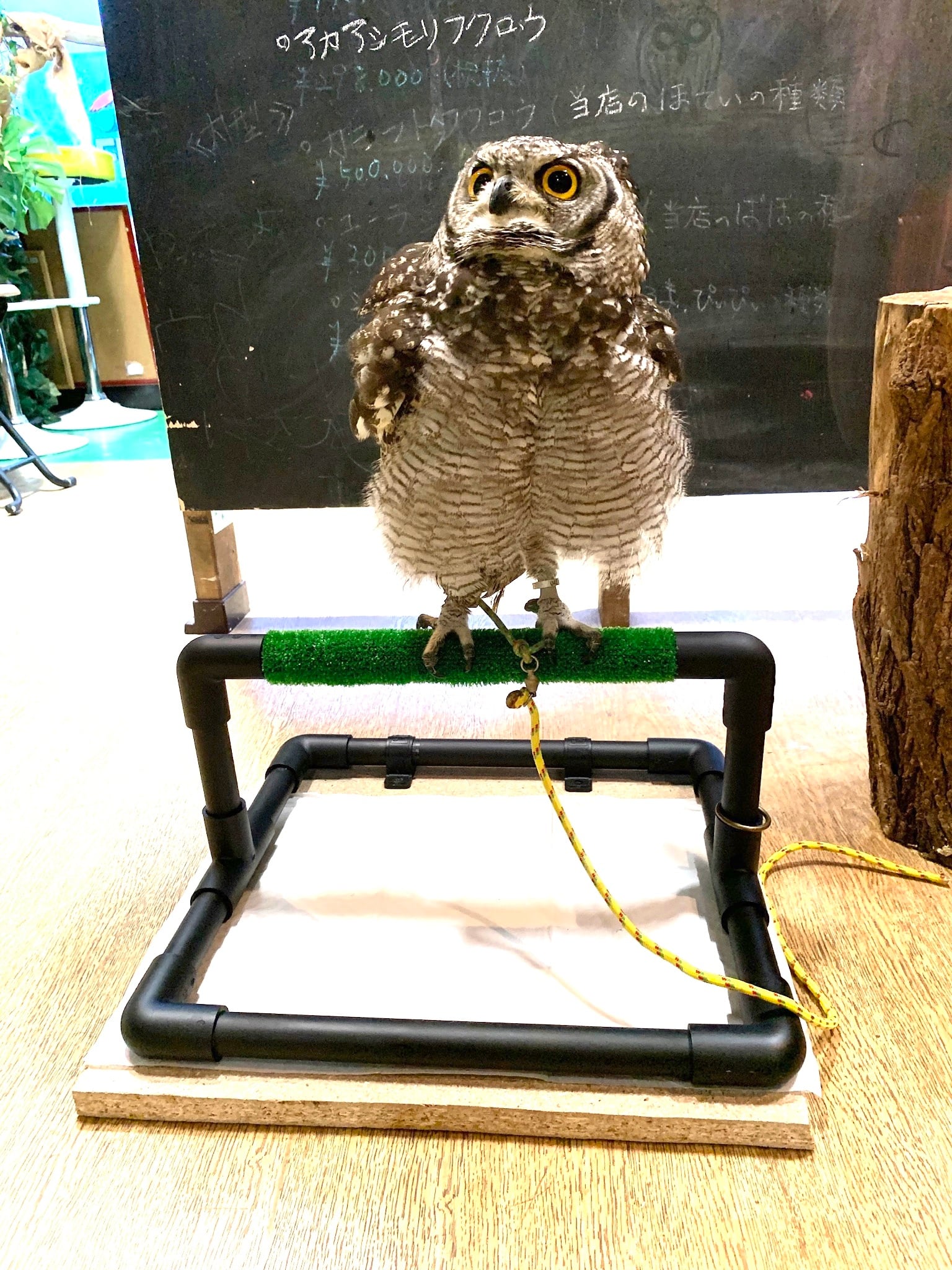 eco様】専用 猛禽類ようパーチ 人工芝付き eco様】専用 猛禽類よう