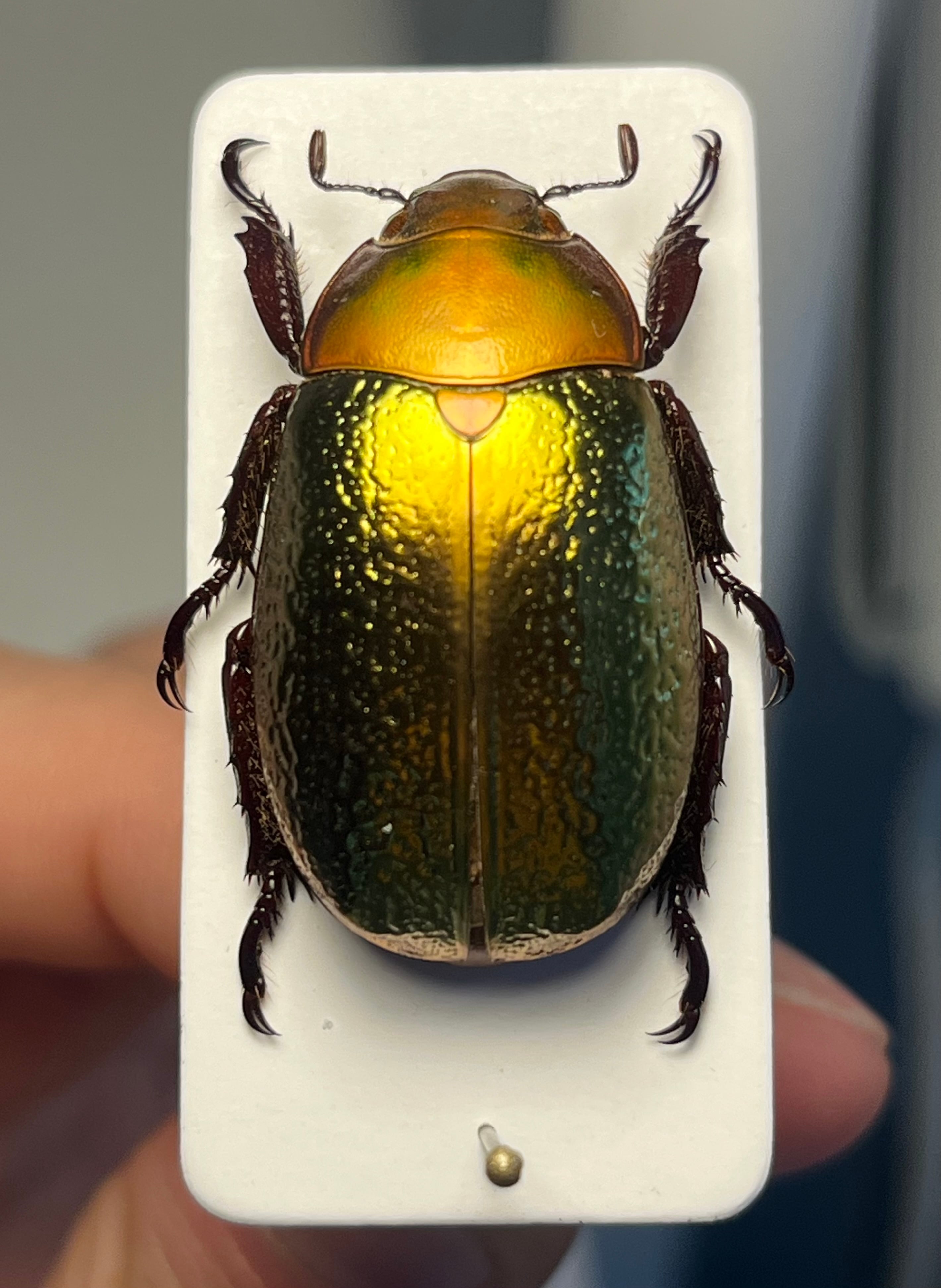 最新作】ボウカルディプラチナコガネ Chrysina boucardi GOLDform 頭が