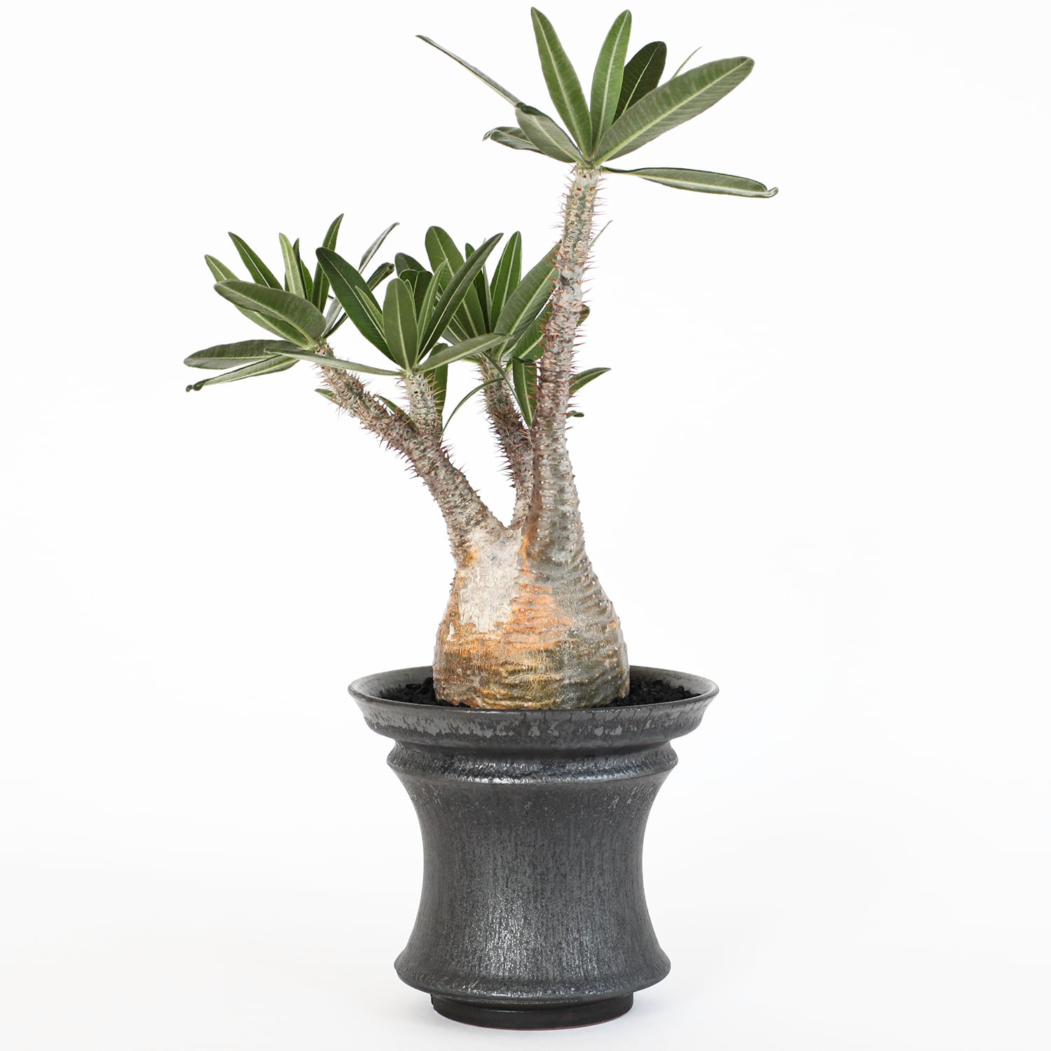 Opus- 001 “ver. President” ※Small (渋谷英一) | amane-official