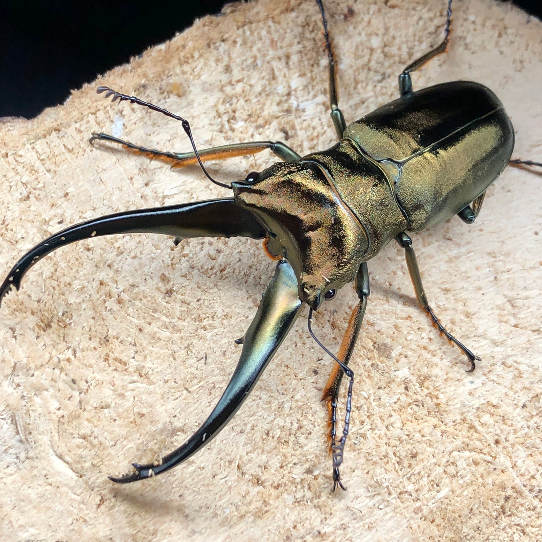 2023年初売】☆スーパータイプ累代☆アルファック産モンギローニ