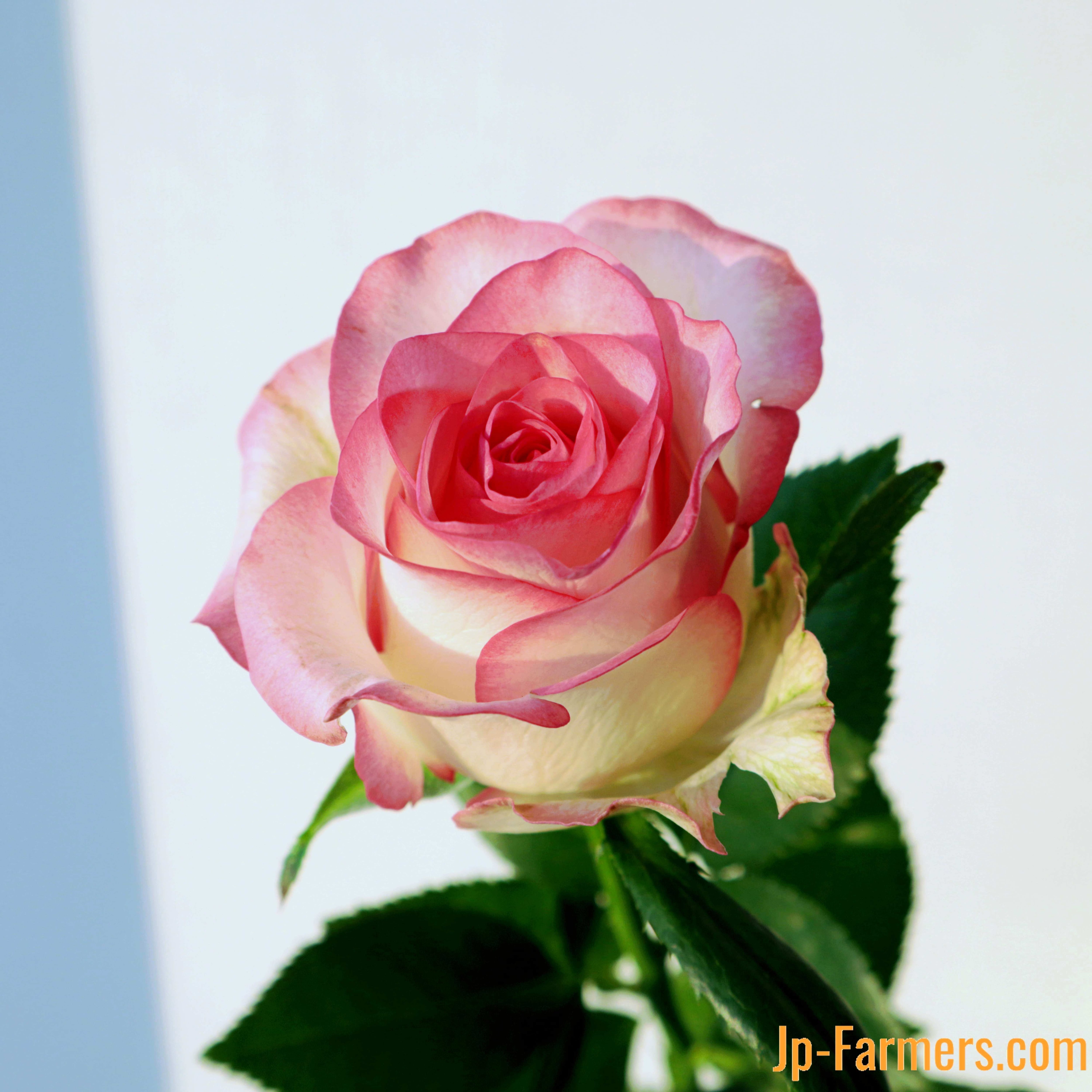 FINEROSE ☆バラ 品種名：ジュミリア 複色系の人気アイテム