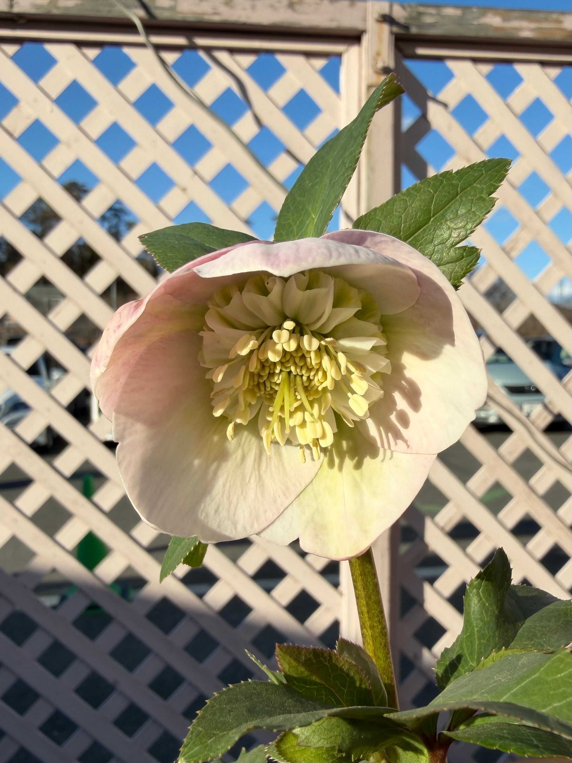 チベタヌス交配×チベタヌス戻し交配 Zoony Garden クリスマスローズ