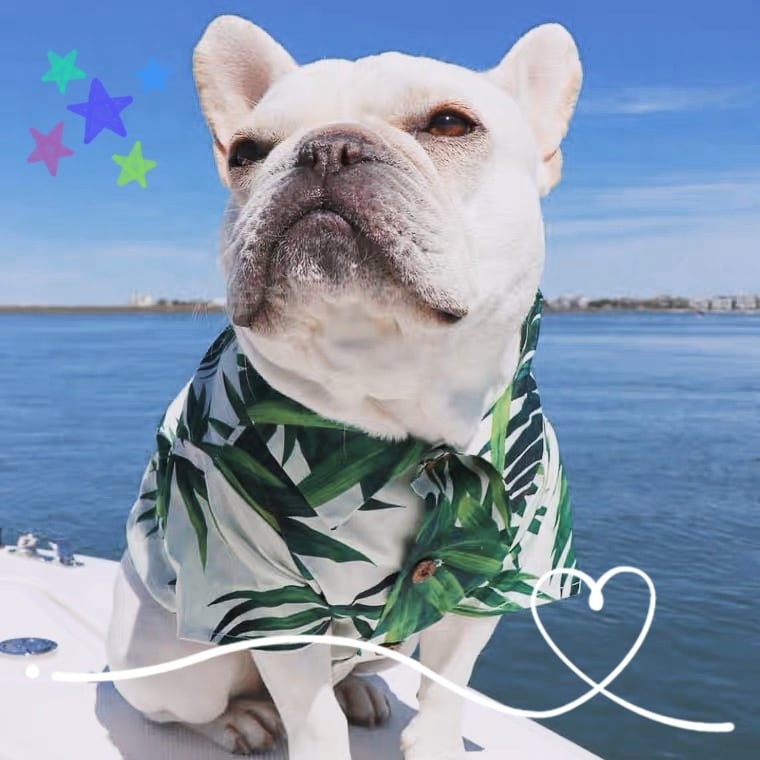 アロハシャツ❤️夏服 フレンチブルドッグ 小型犬 中型犬 | hogan shop