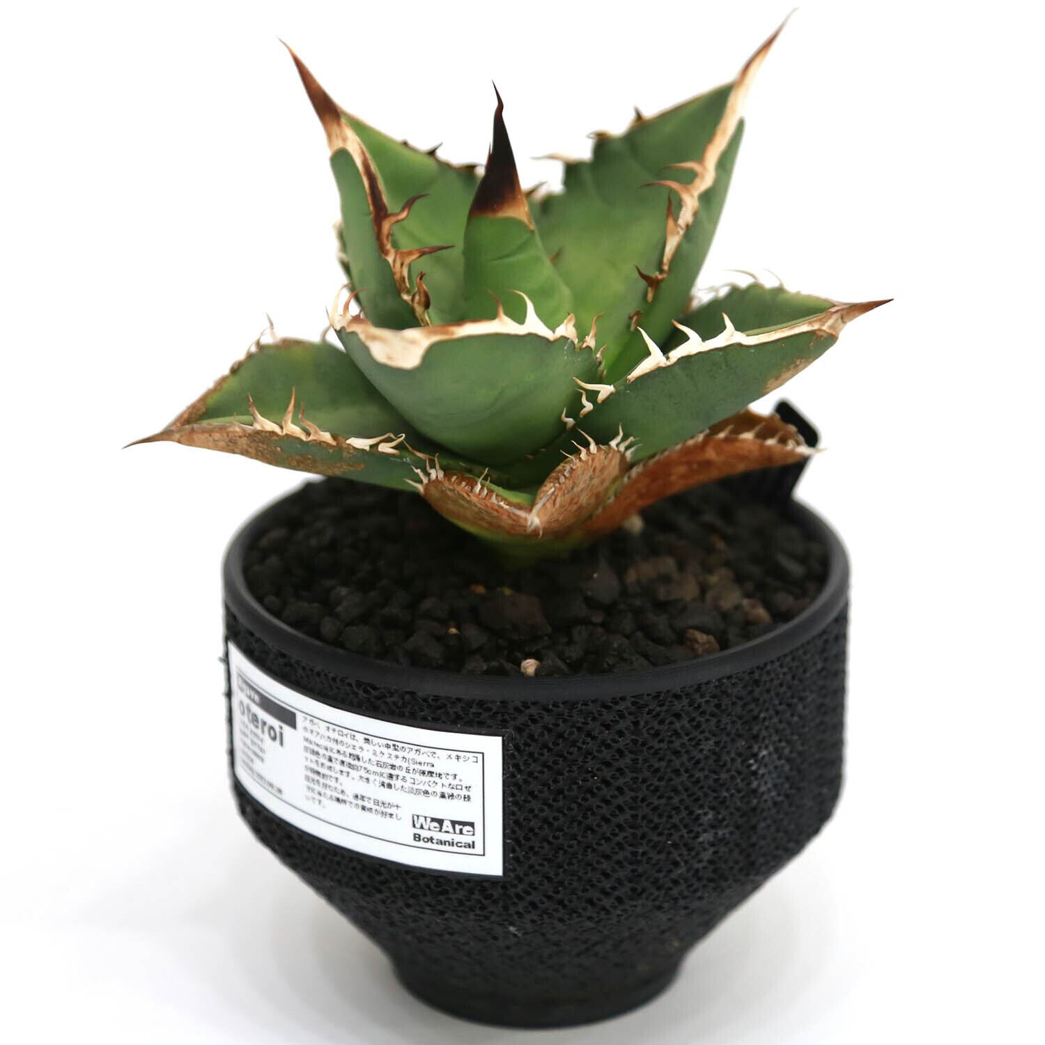 Agave Oteroi アガベ・オテロイ(Lot.004) | WeAreBotanical
