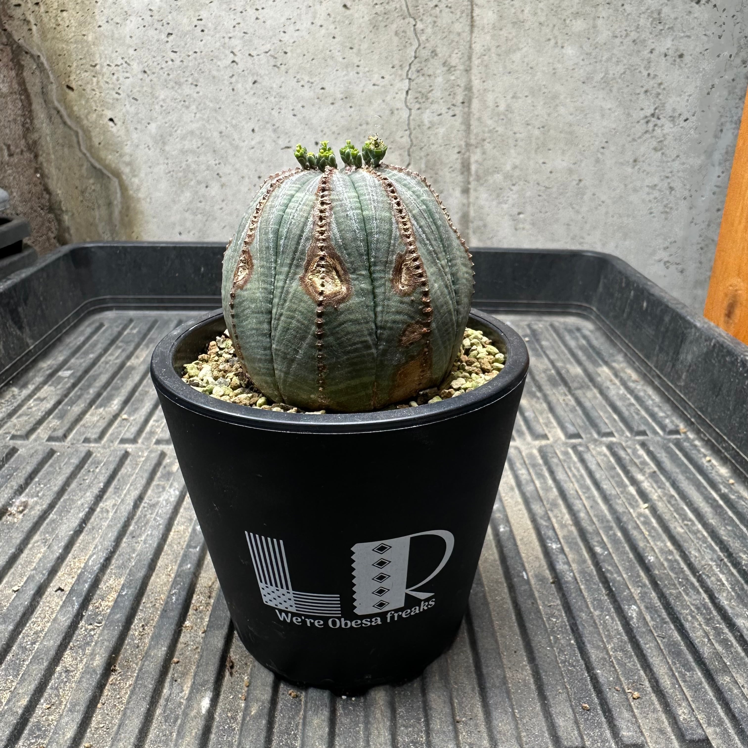 Obesa メス株 | Libaran_Plants〜ユーフォルビア オベサ 専門店