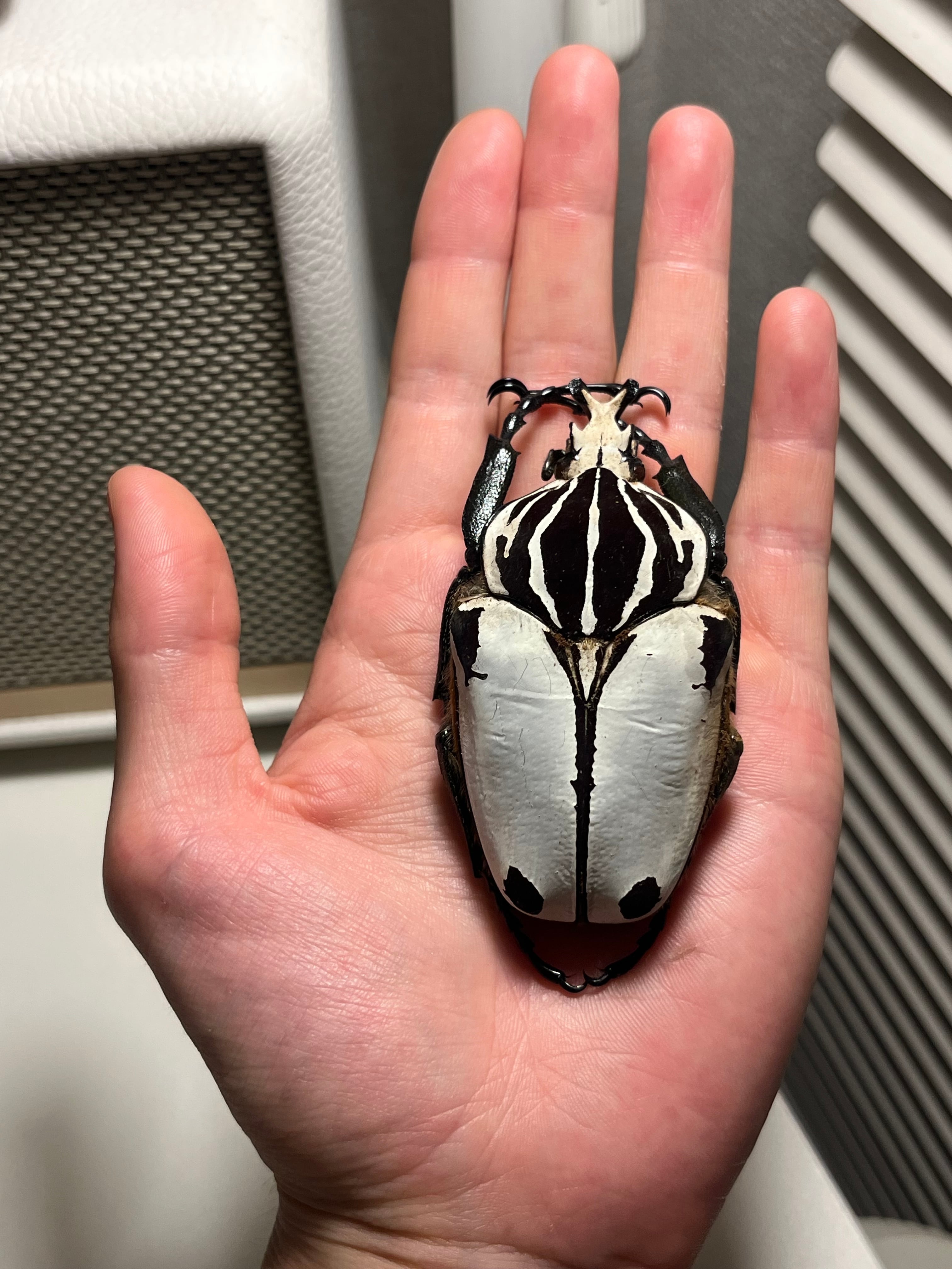 パール感】クアドリマキュラタスゴライアスオオツノハナムグリ