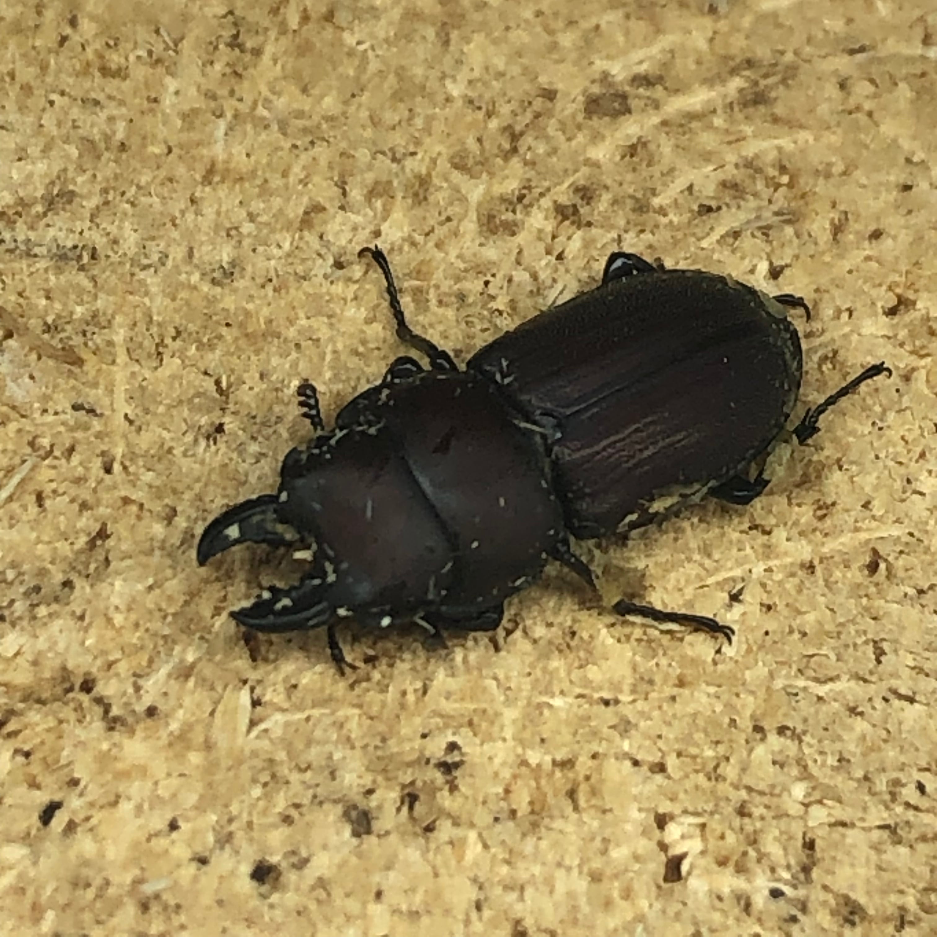 ペルー産ギガンテウスシワバネクワガタ83mm ペア