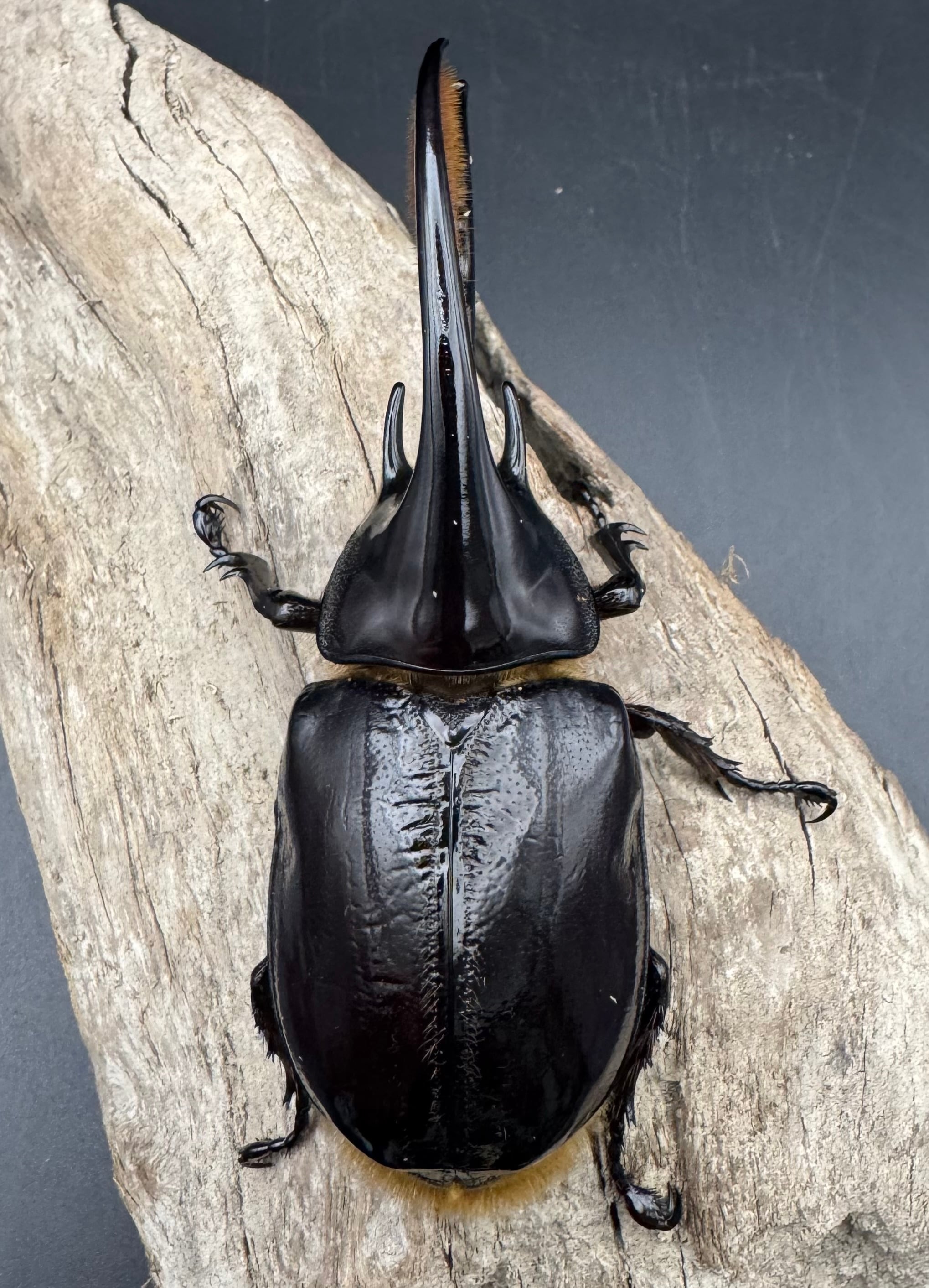 ネプチューンオオカブト 106mm ペア》 | KPW公式オンラインショップ