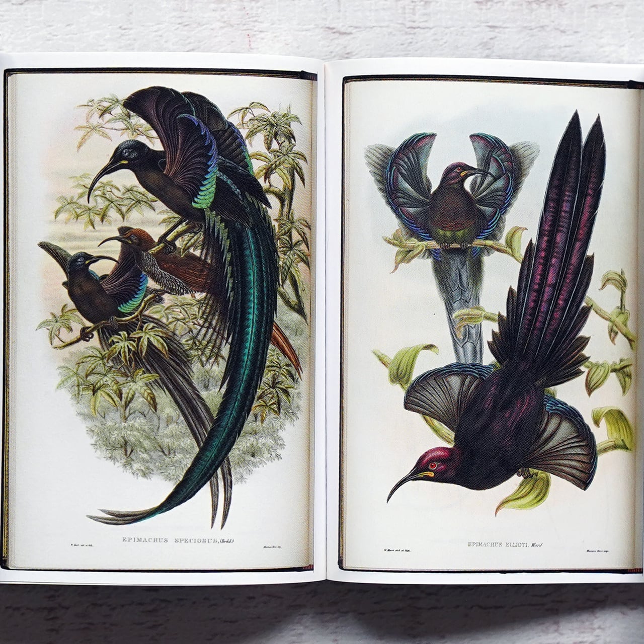 48d4de64ca5a6cac5ff9f10698f885