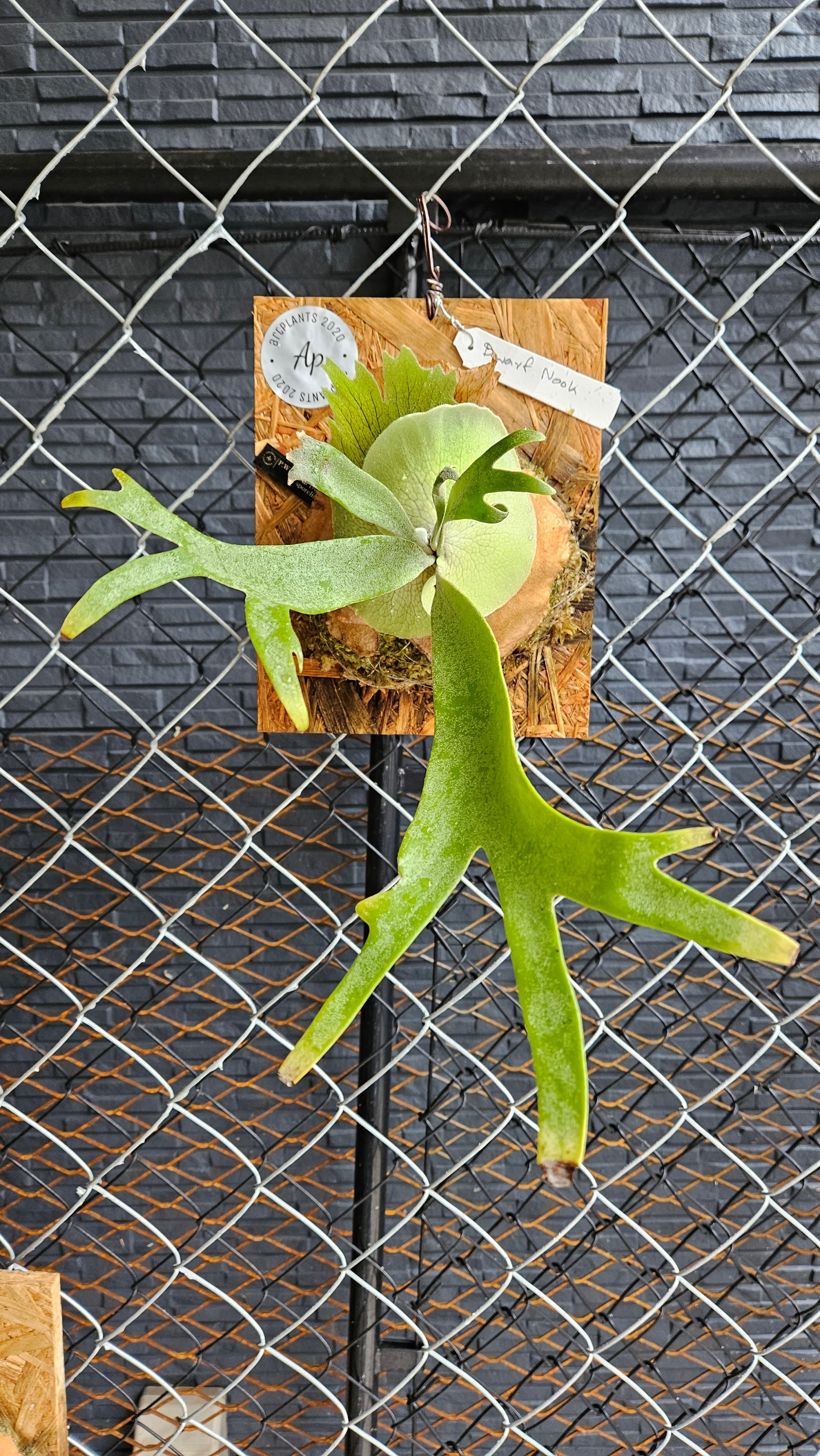 P.willinckii Dwarf Sporelings Mr.Nook 【artPLANTs】ビカクシダ