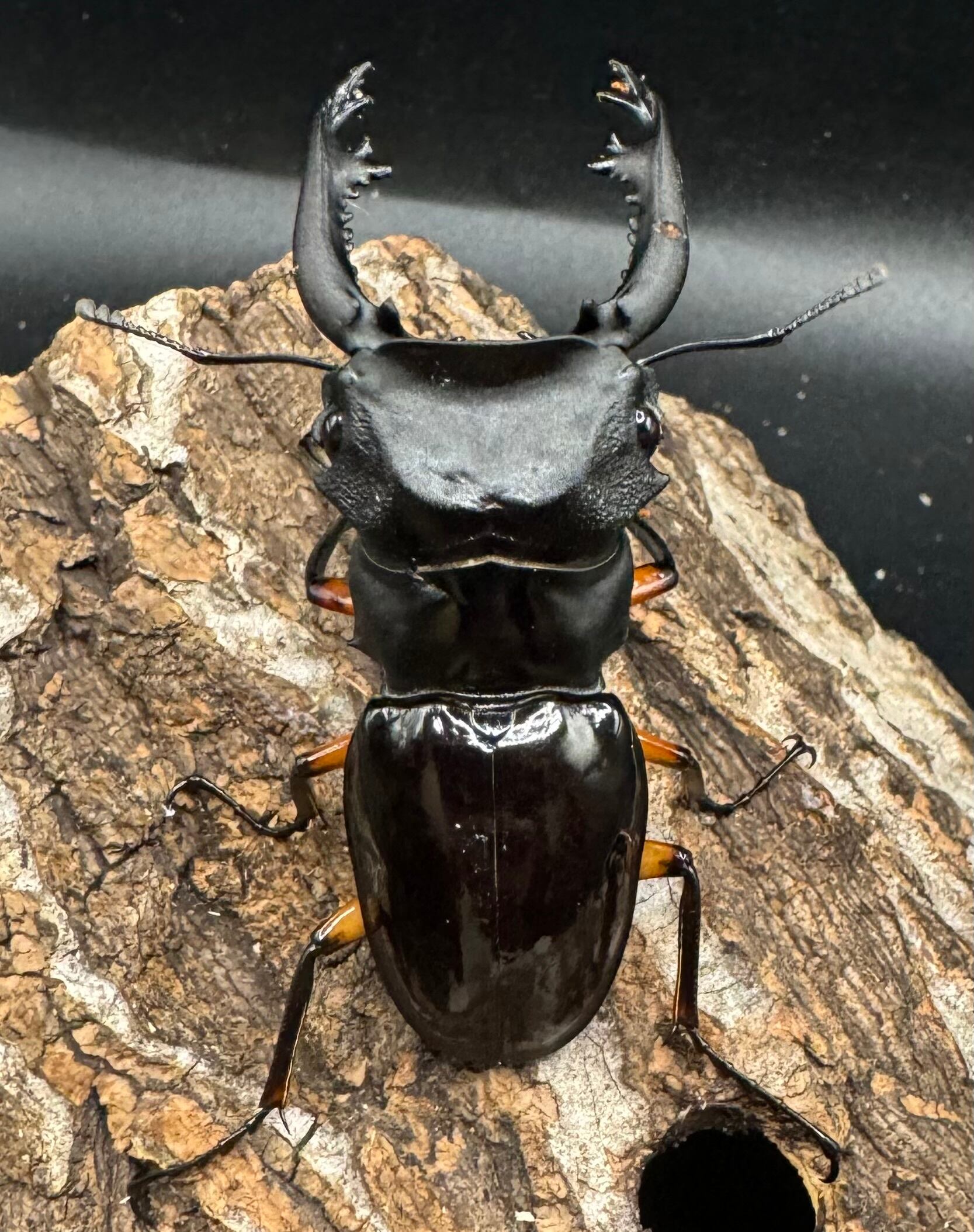 WD】《インペリアリスツヤ亜種komorii 66.5mm ペア》 | KPW公式