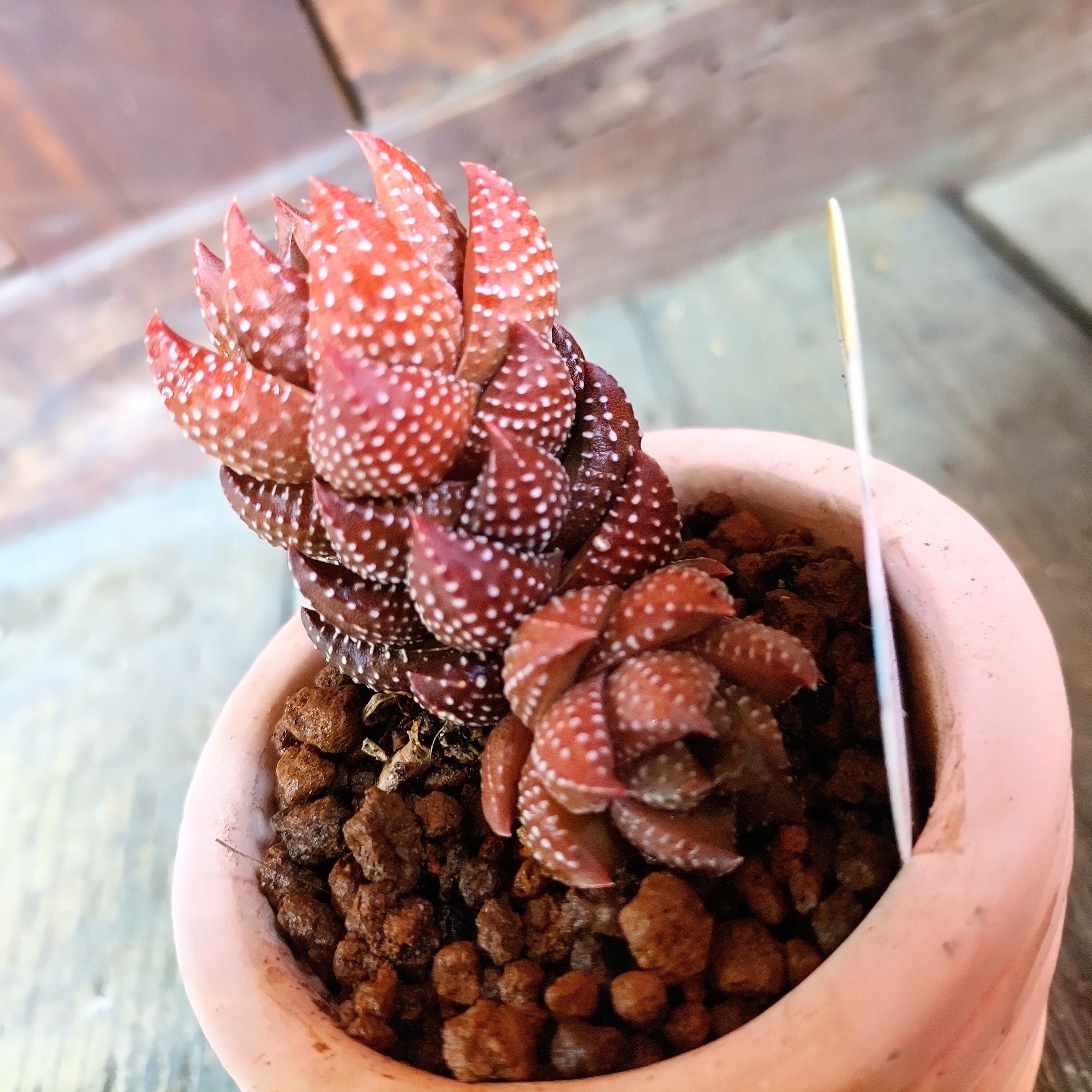 多肉植物 ハオルチア オブツーサ 赤斑（斑抜け） 多肉植物 ハオルチア