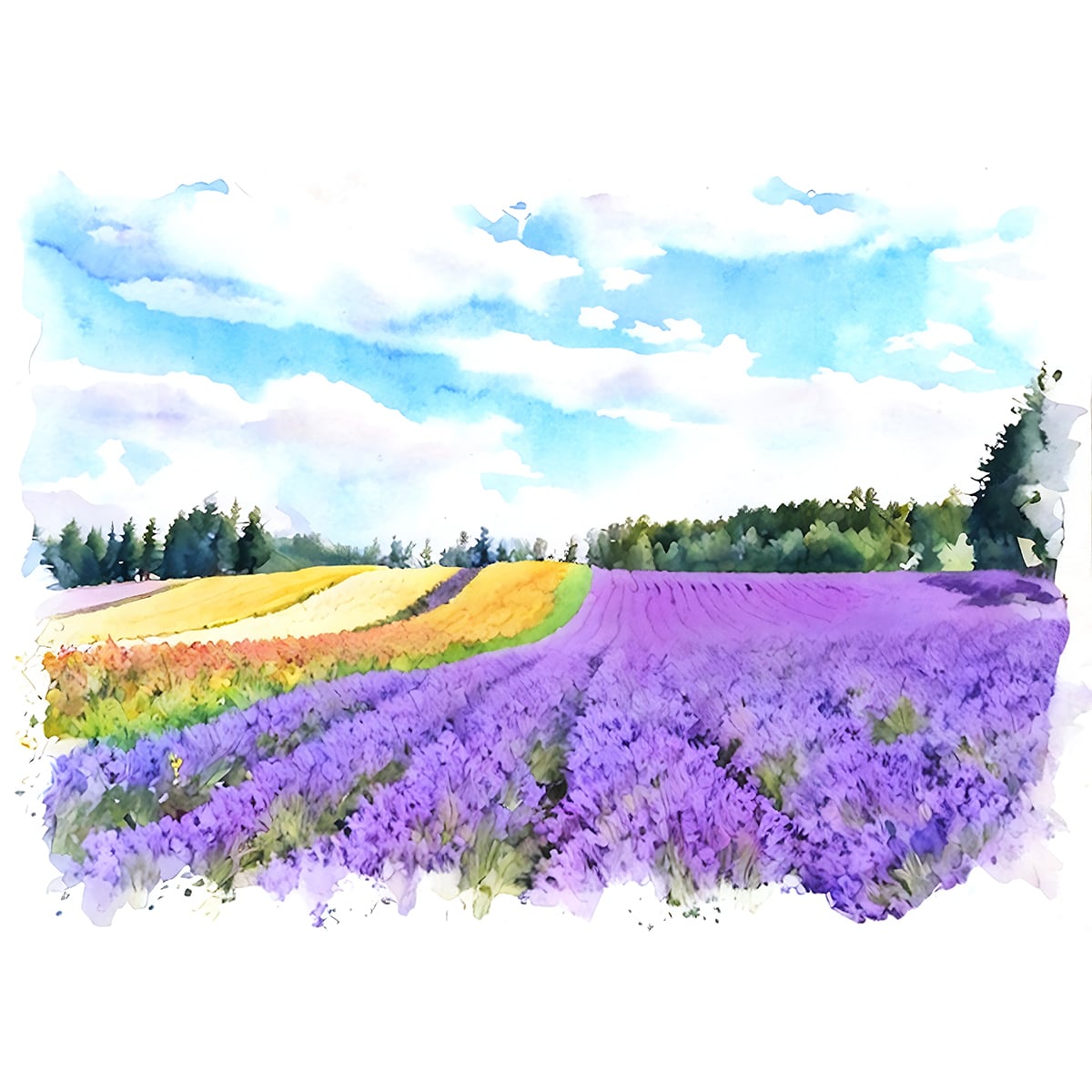 絵画 日本 北海道 中富良野町のラベンダー畑 風景画 インテリアアート