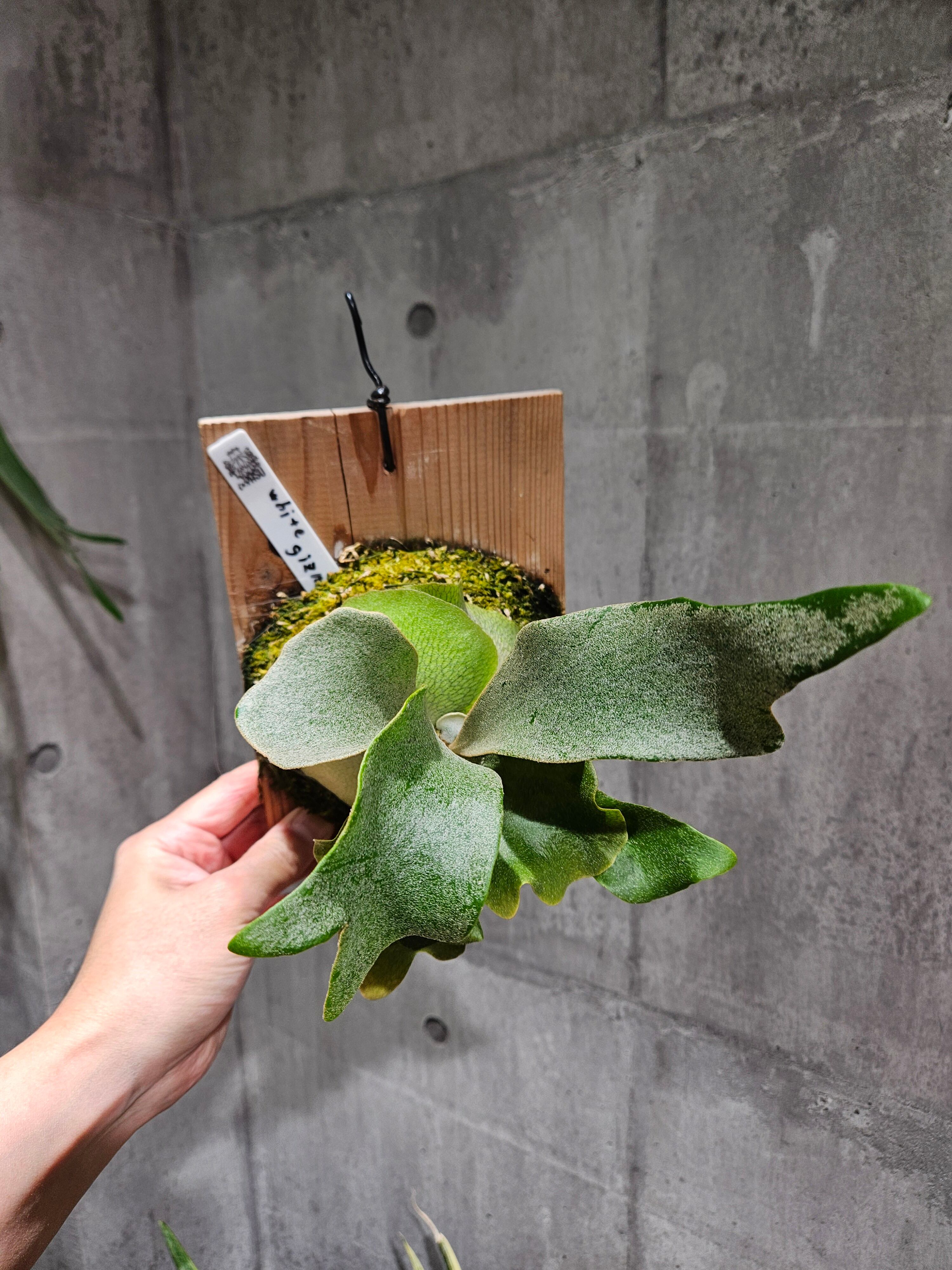 P. White gizmo【artPLANTs/PLANTS GARAGE】 ビカクシダ/Platycerium