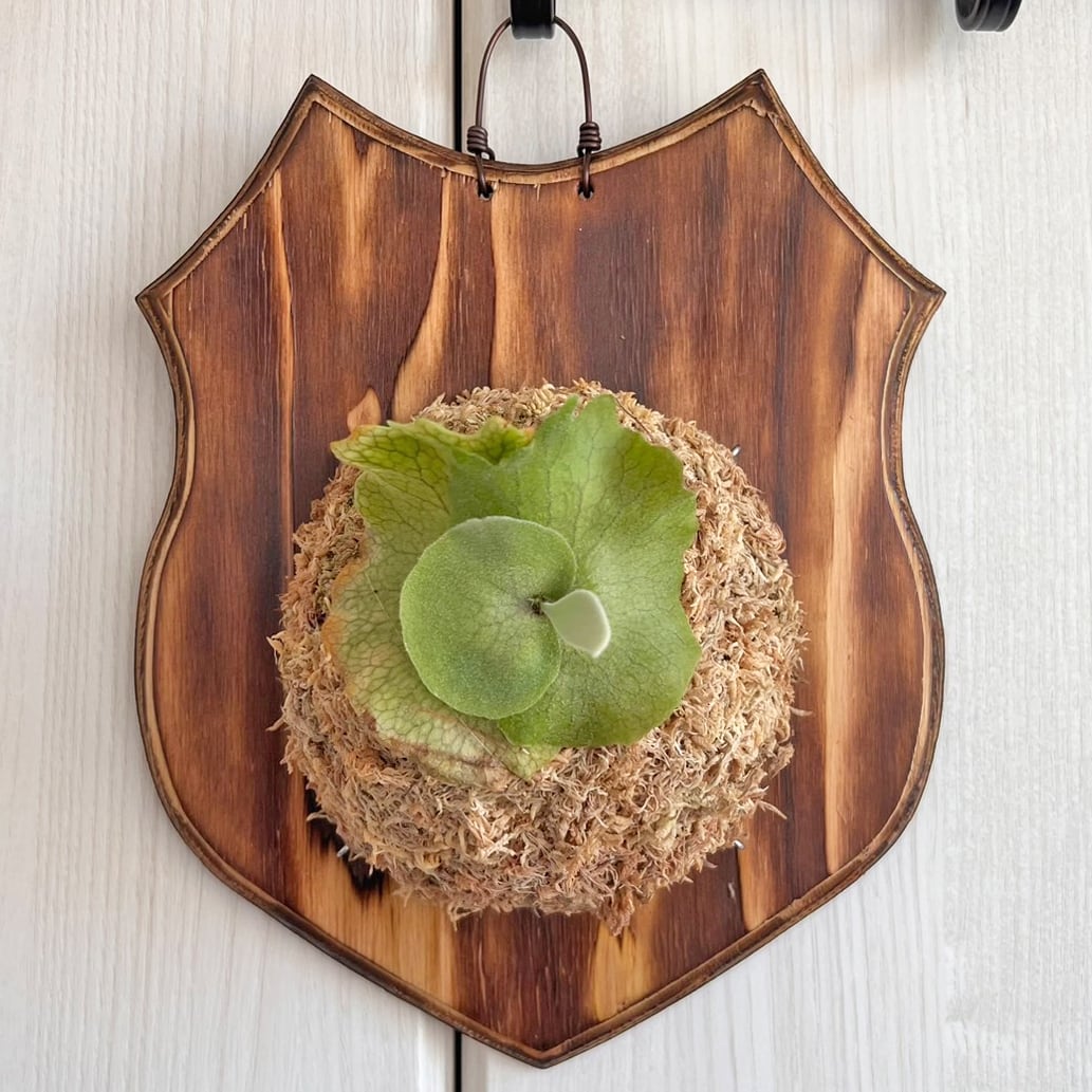 ビカクシダ ウィリンキー 板付 【観葉植物 室内 コウモリラン