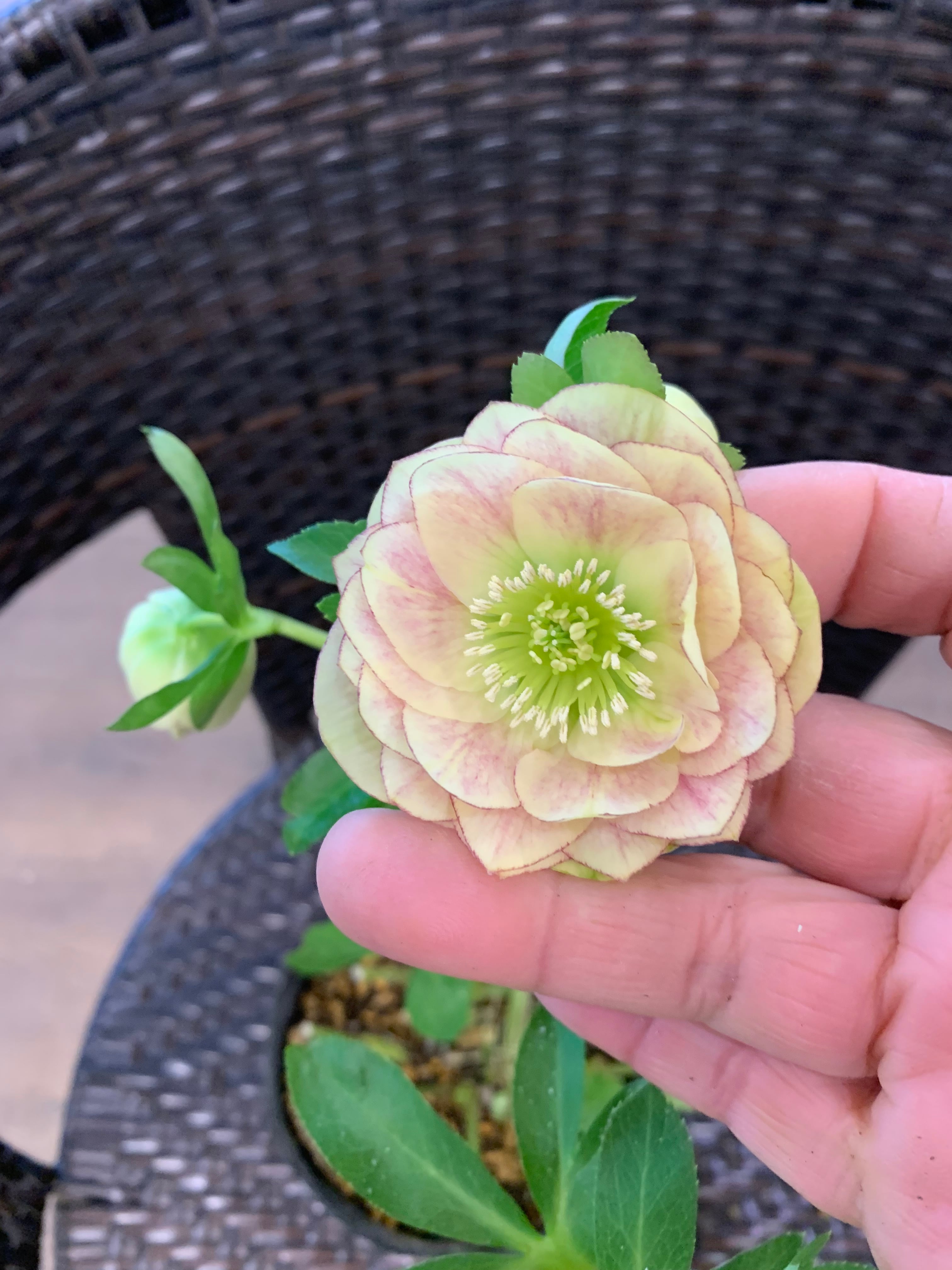 希少‼️⑥加藤農園さんのクリスマスローズ イエロープリマヴェーラ