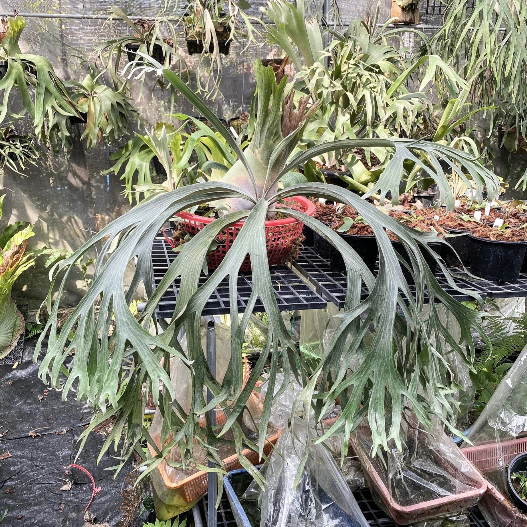 Platycerium White Wing (veitchii x willinckii) | Pay ID