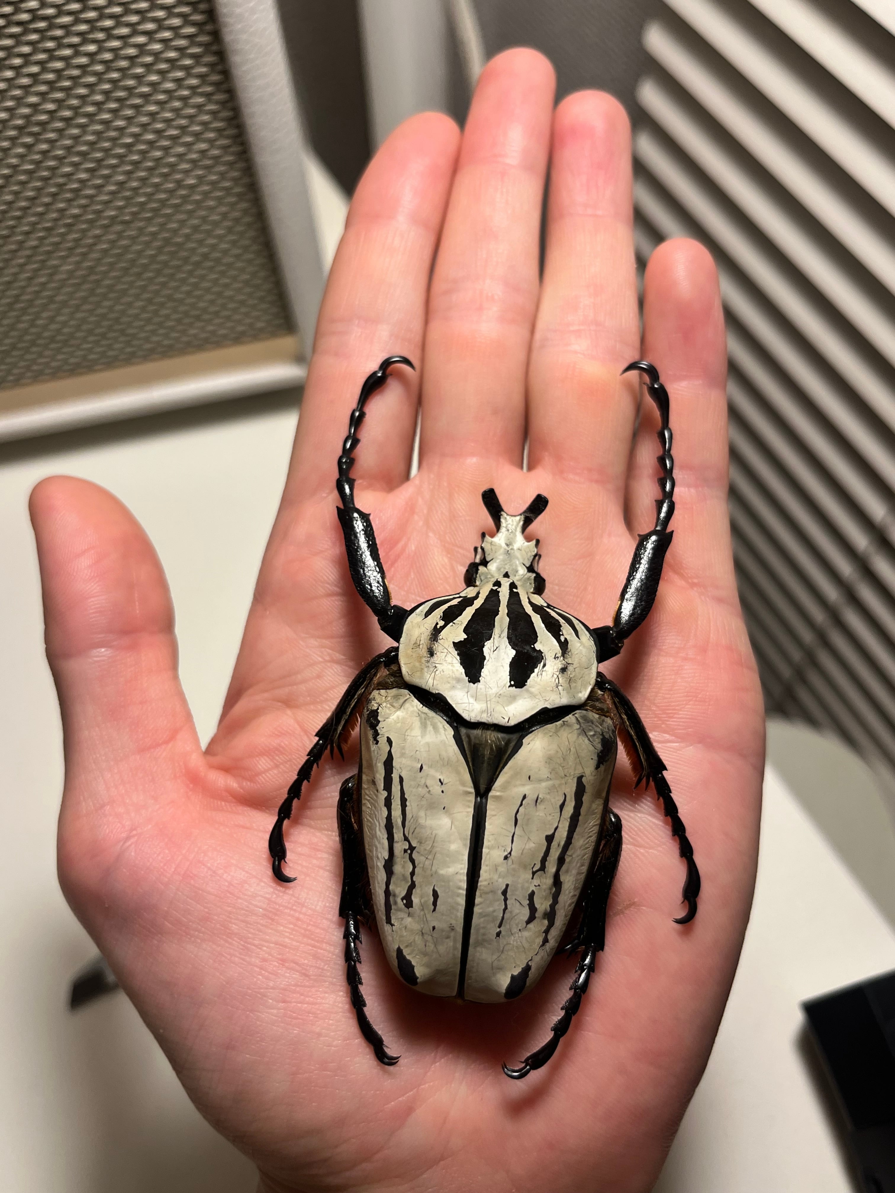 金色】プレーシーゴライアスオオツノハナムグリ Goliathus preissi