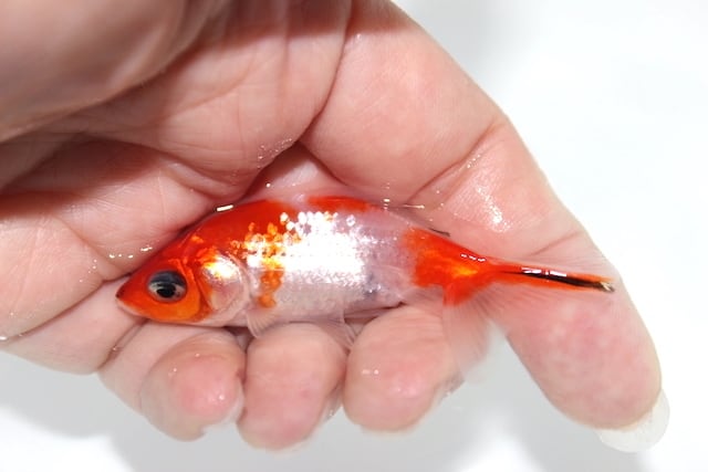 レビューありがとうございました！】埼玉 二才 桜和金（開き尾） #0412