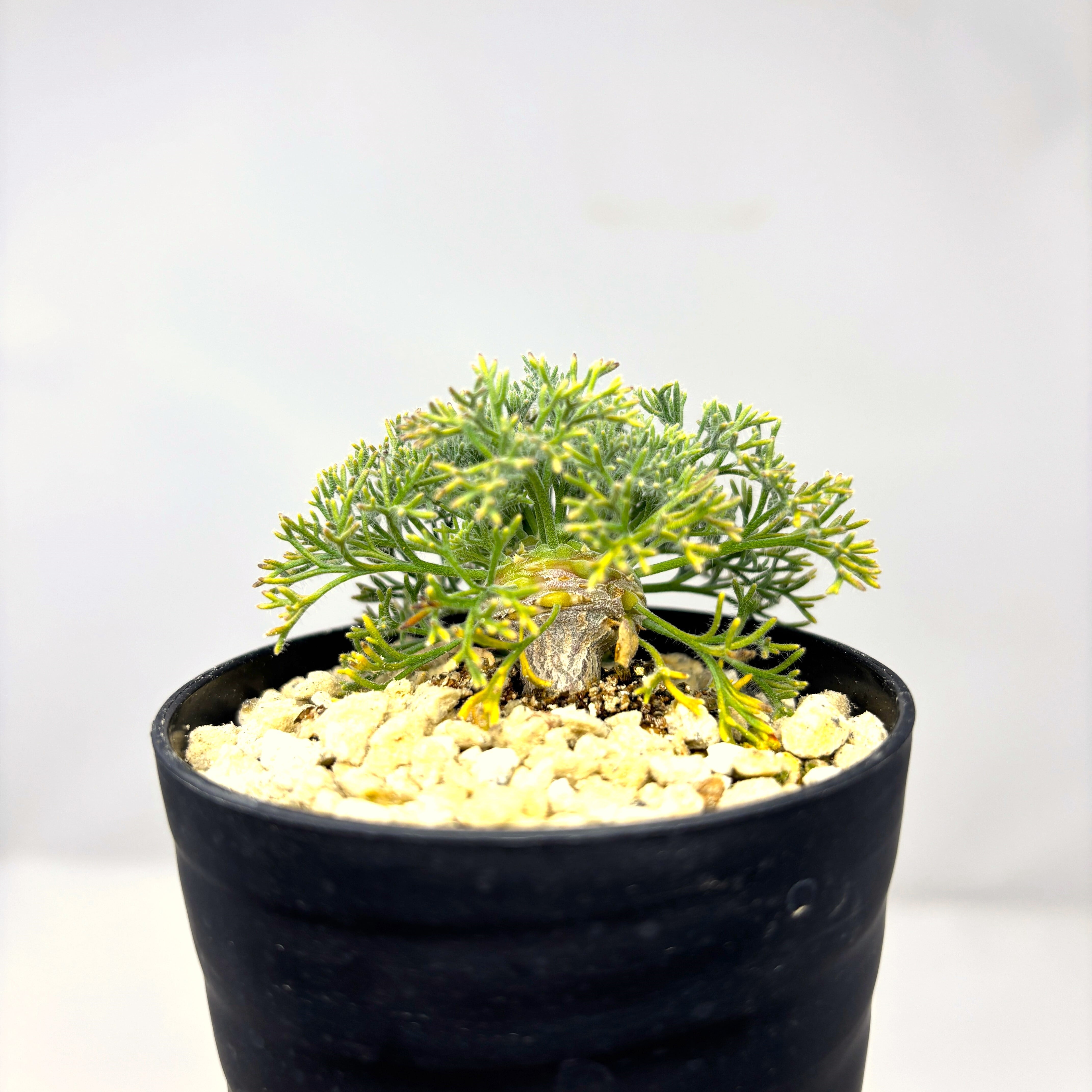 新着】モンソニア ペニクリナム（サルコカウロン）☆Monsonia