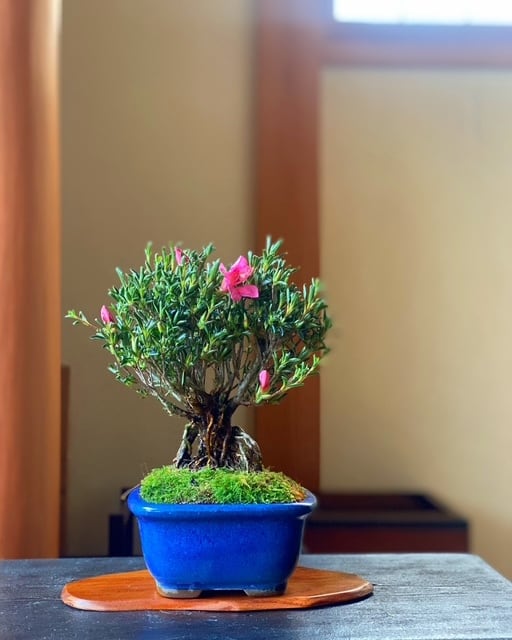 COKEBONオリジナル】ミヤマキリシマ盆栽 | cokebon