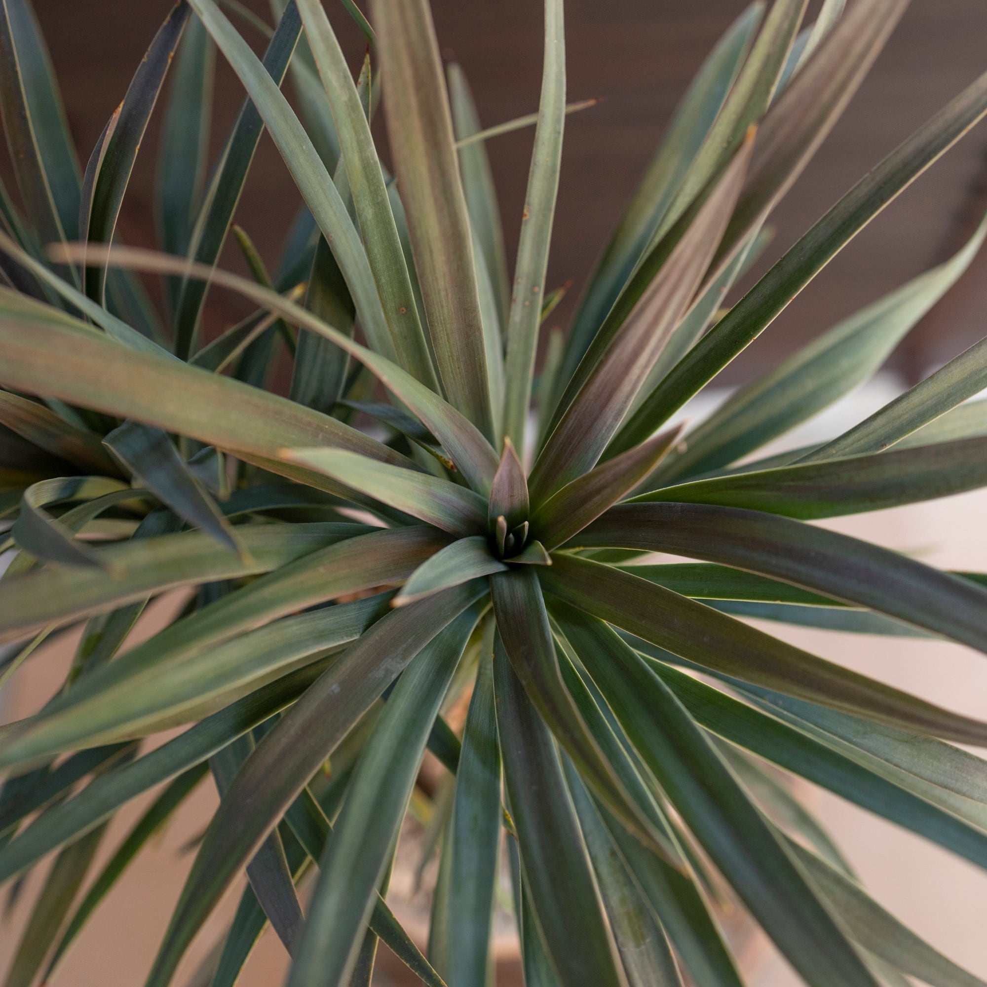 ユッカ デスメティアーナ ブランチ 多頭 6号 スネーク鉢 Yucca