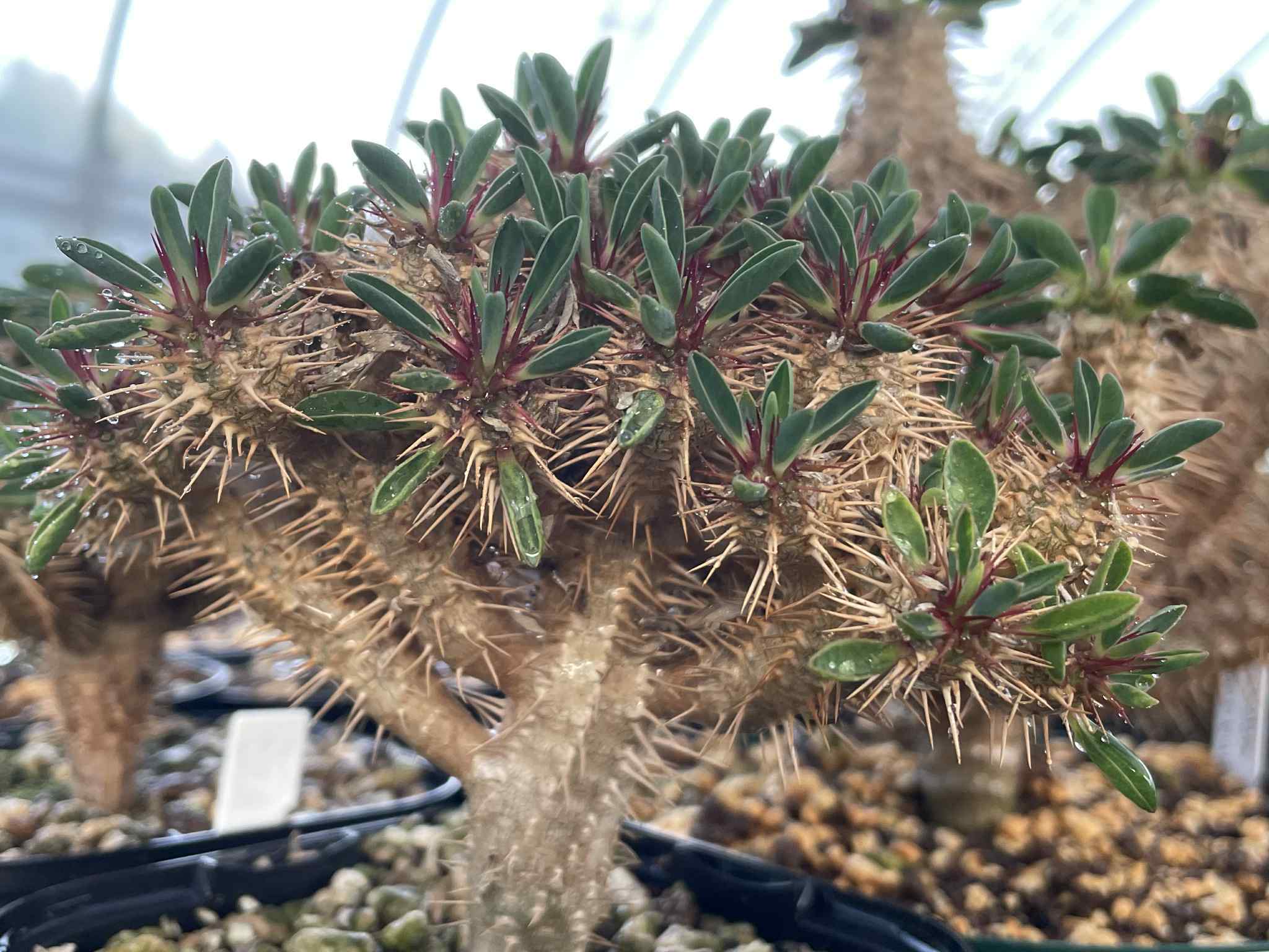 ユーフォルビア・ギラウミニアナ｜Euphorbia guillauminiana【種子4粒