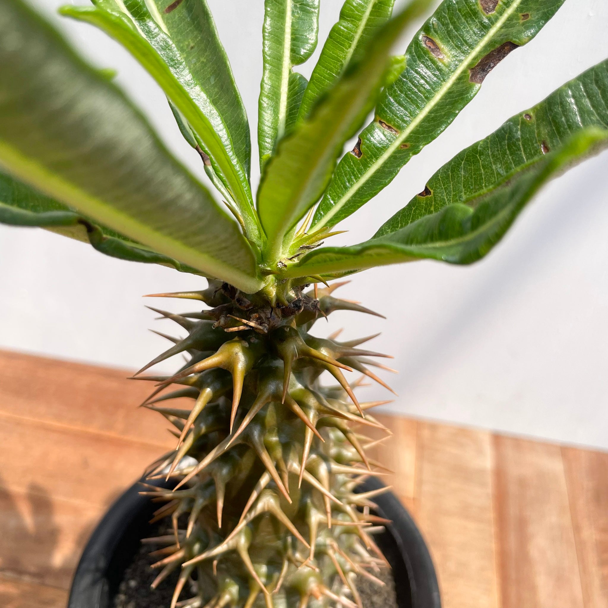 Pachypodium ambongense【パキポディウム・アンボンゲンセ・実生