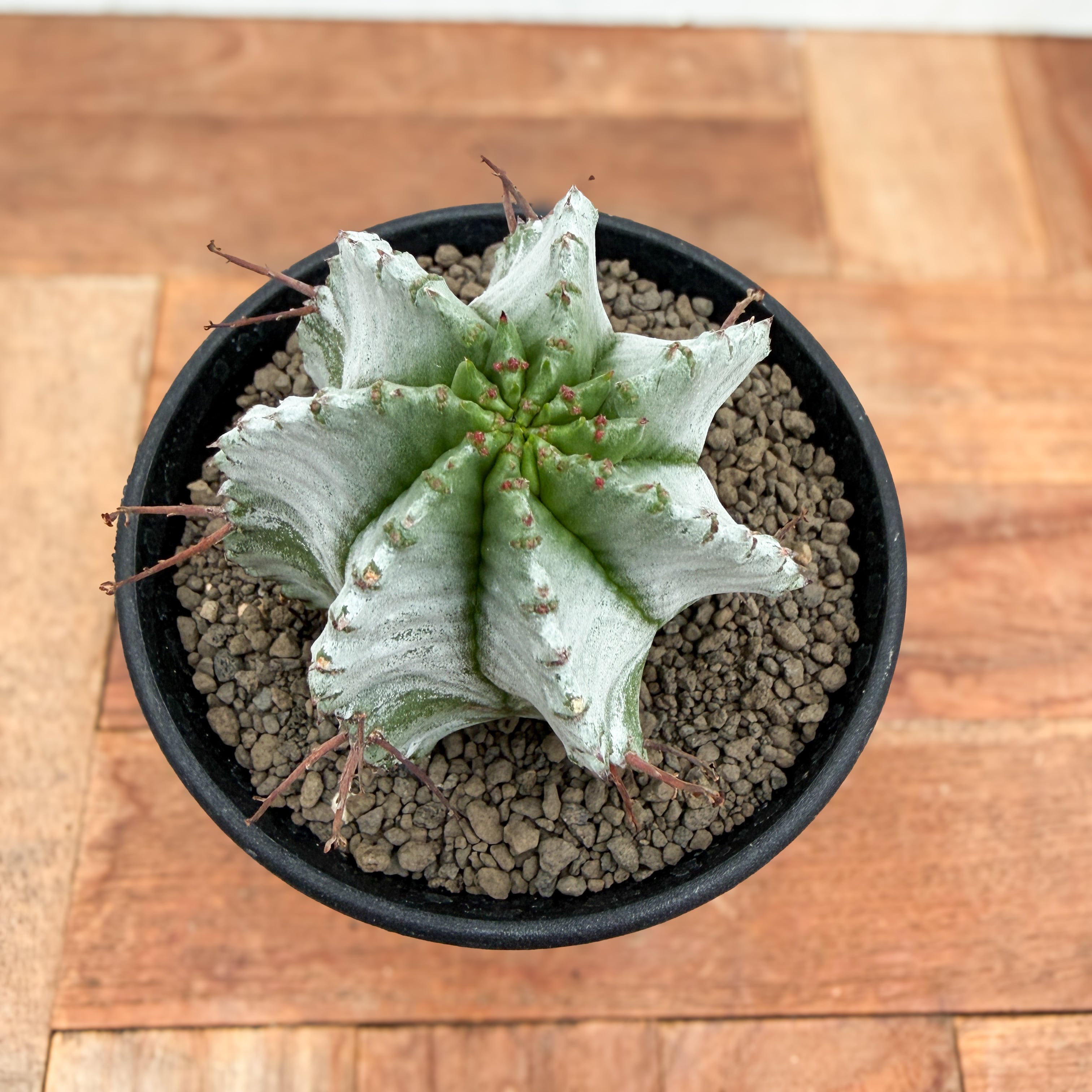 Euphorbia hyb. horrida【ユーフォルビア・玉型白ホリダ】 | RIMO'S