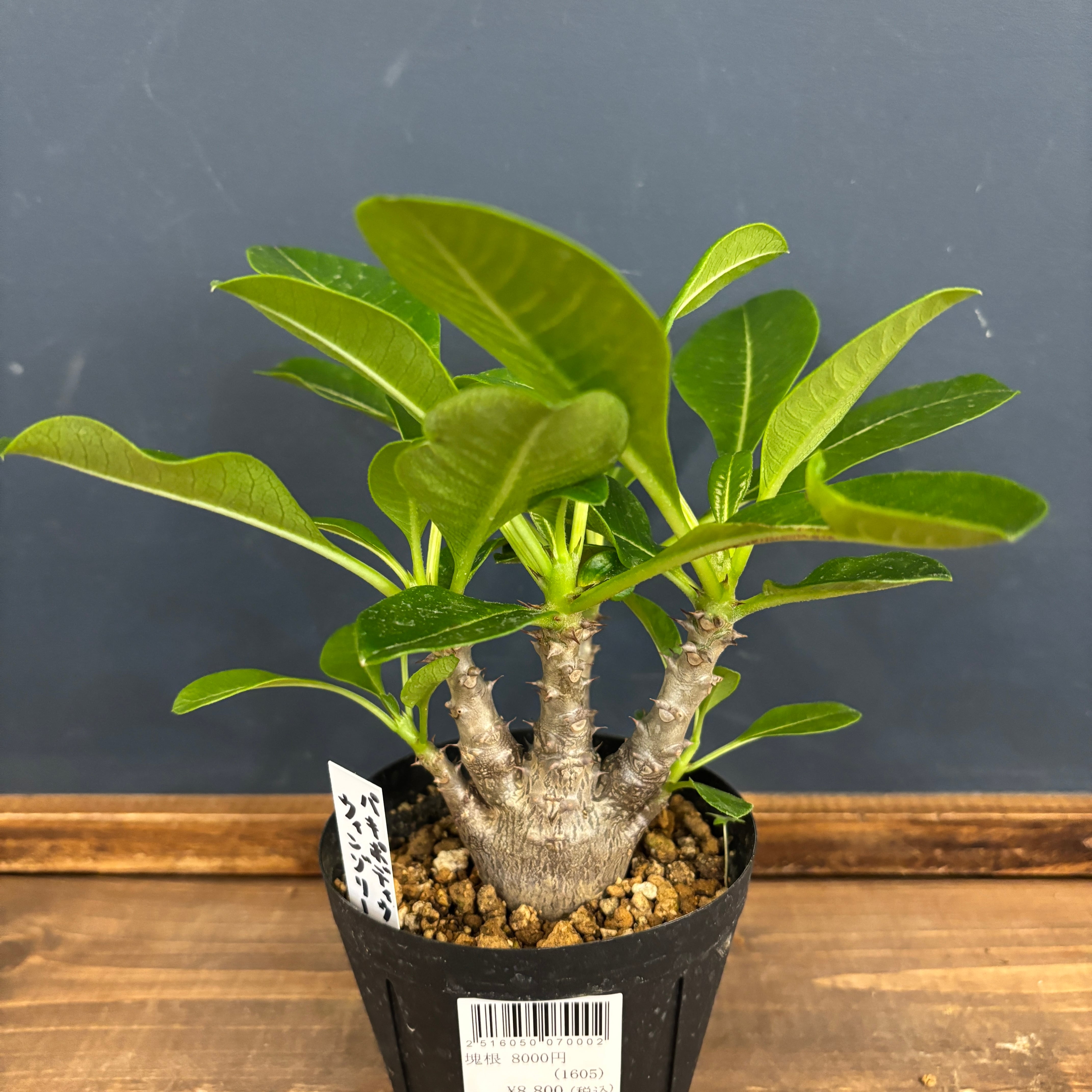 パキポディウム ウィンゾリー【120】 | PROTOLEAF プロトリーフ