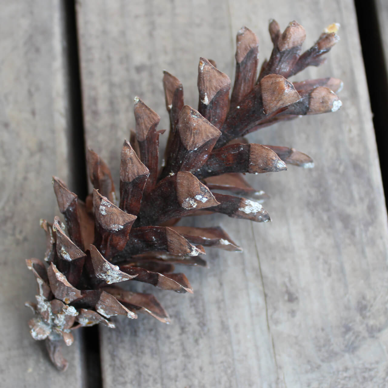 ドライフラワー ストローブマツ / 北海道産 まつぼっくり マツボックリ