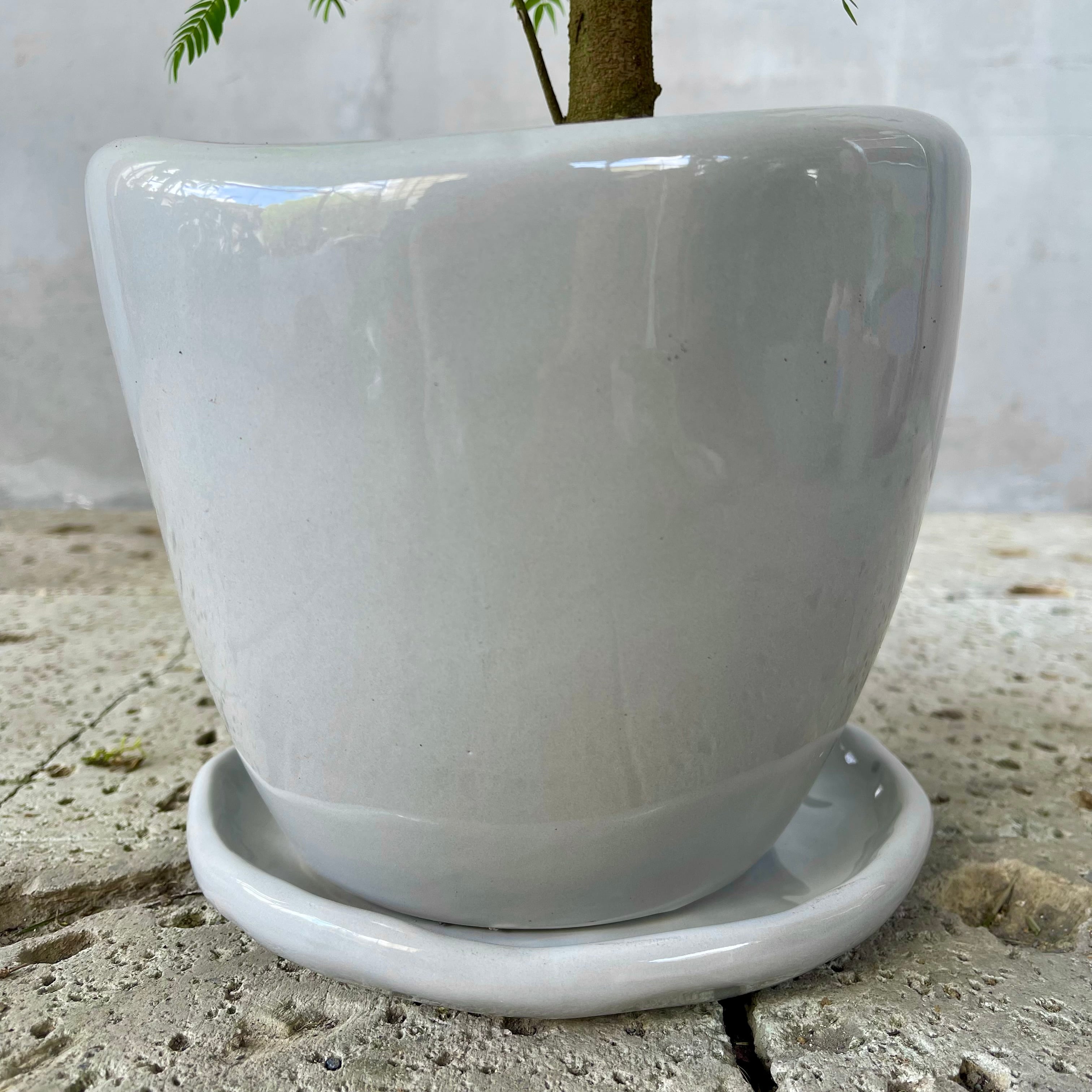 幹太 エバーフレッシュ 盆栽仕立て 7号 陶器鉢 植え込み発送 | HanaGokoro