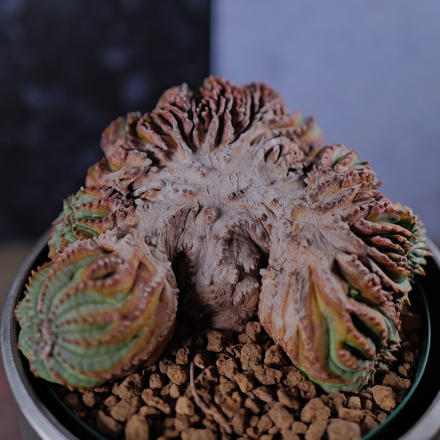 モンスト オベサ (綴化) | LIGHTHOUSE.PLANTS - 海外実生株のオベサ