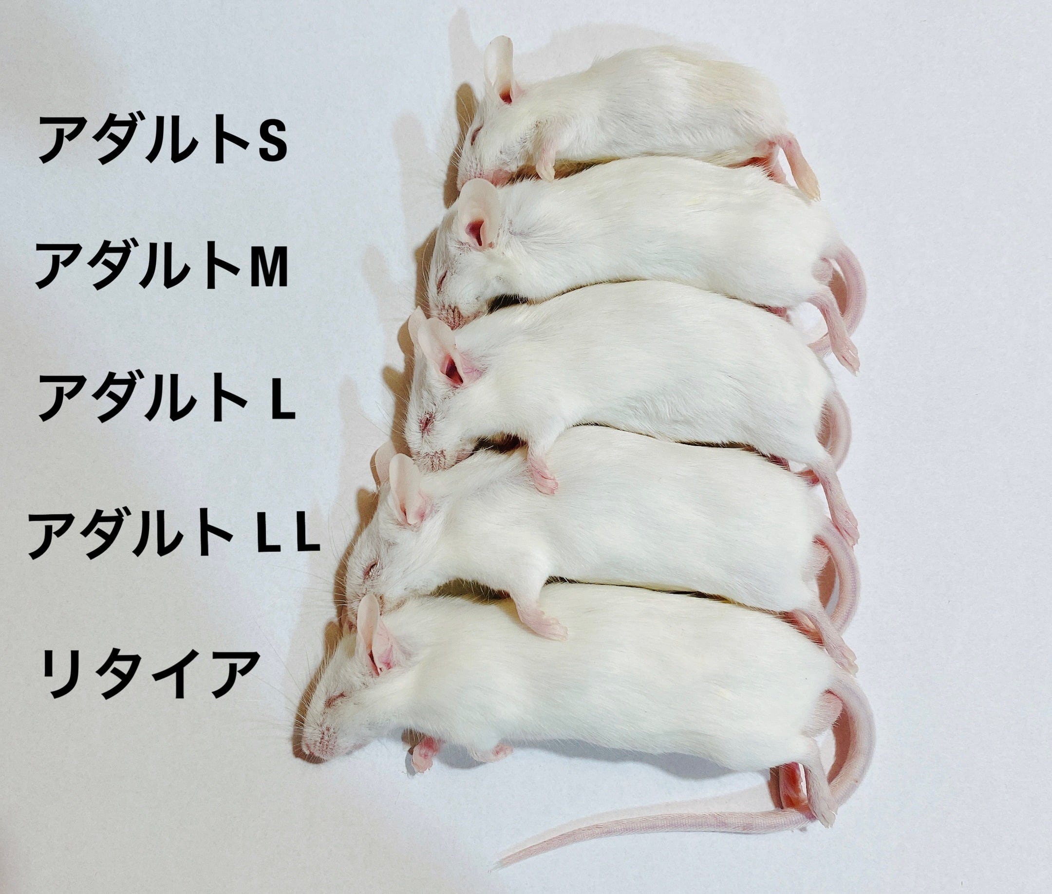 アダルトマウス L サイズ | ネズミ屋さん