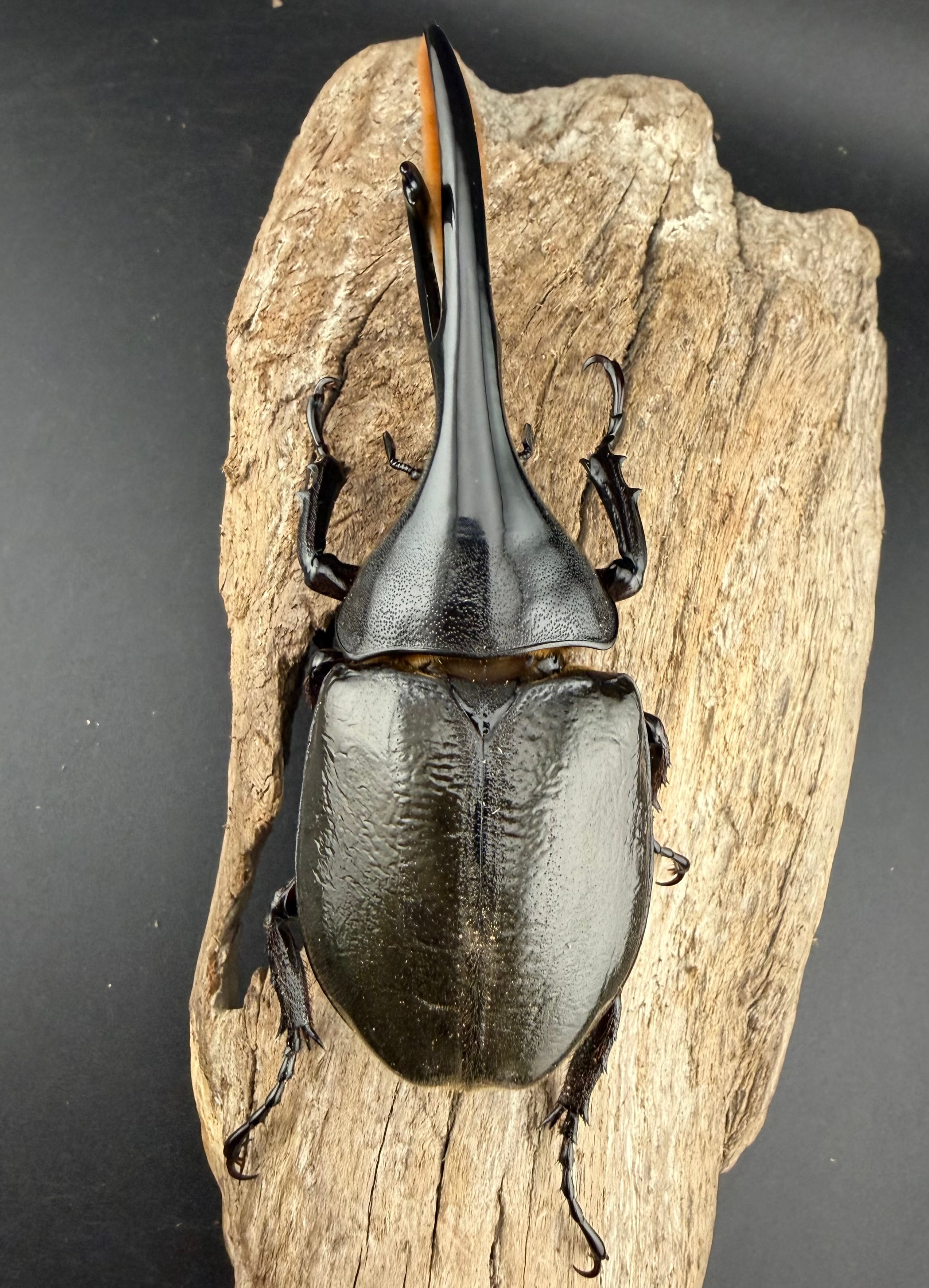 ヘラクレス・モリシマイ 107.5mm ペア》 | KPW公式オンラインショップ