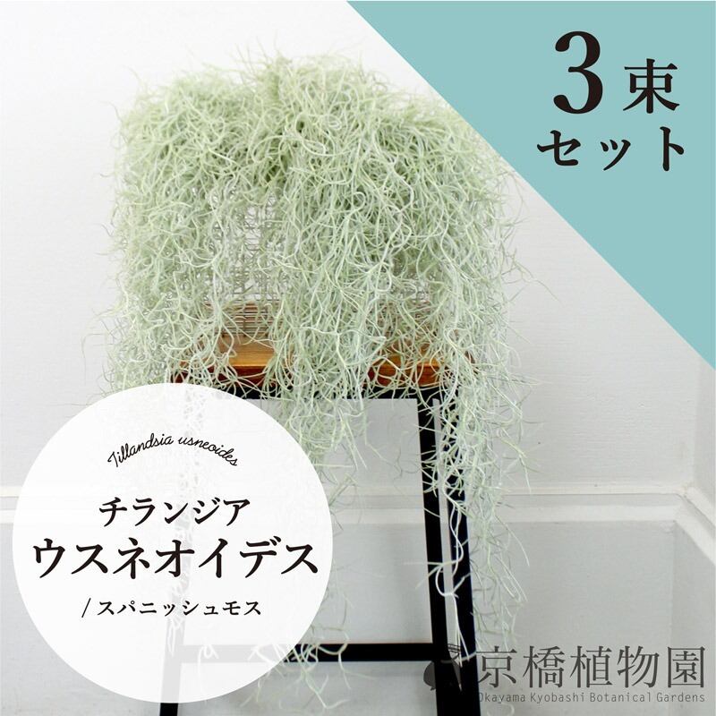 エアプランツ】チランジア・ウスネオイデス/スパニッシュモス【3束