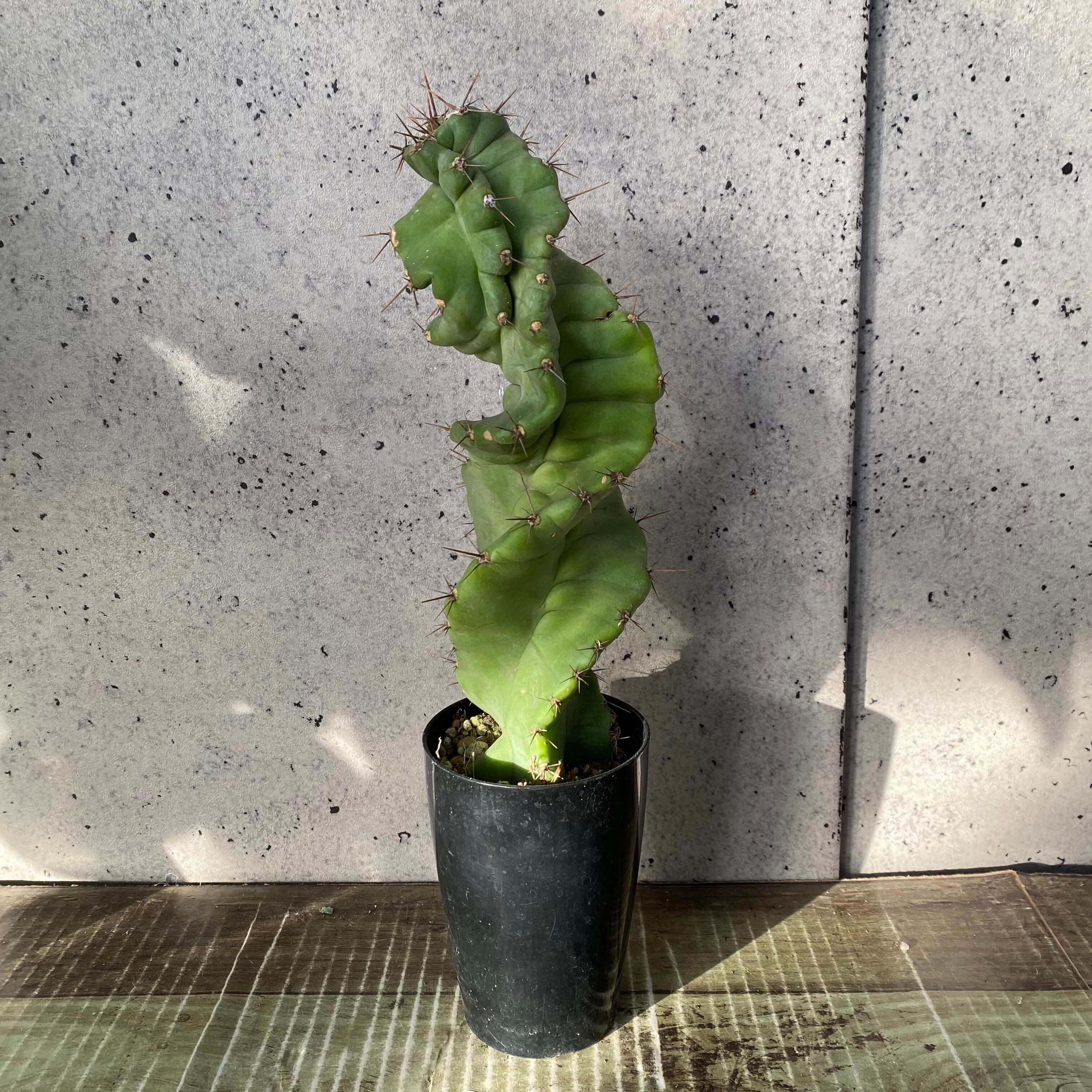 サボテン『セレウス・スピラリス』 | Planet Plants プラネットプランツ