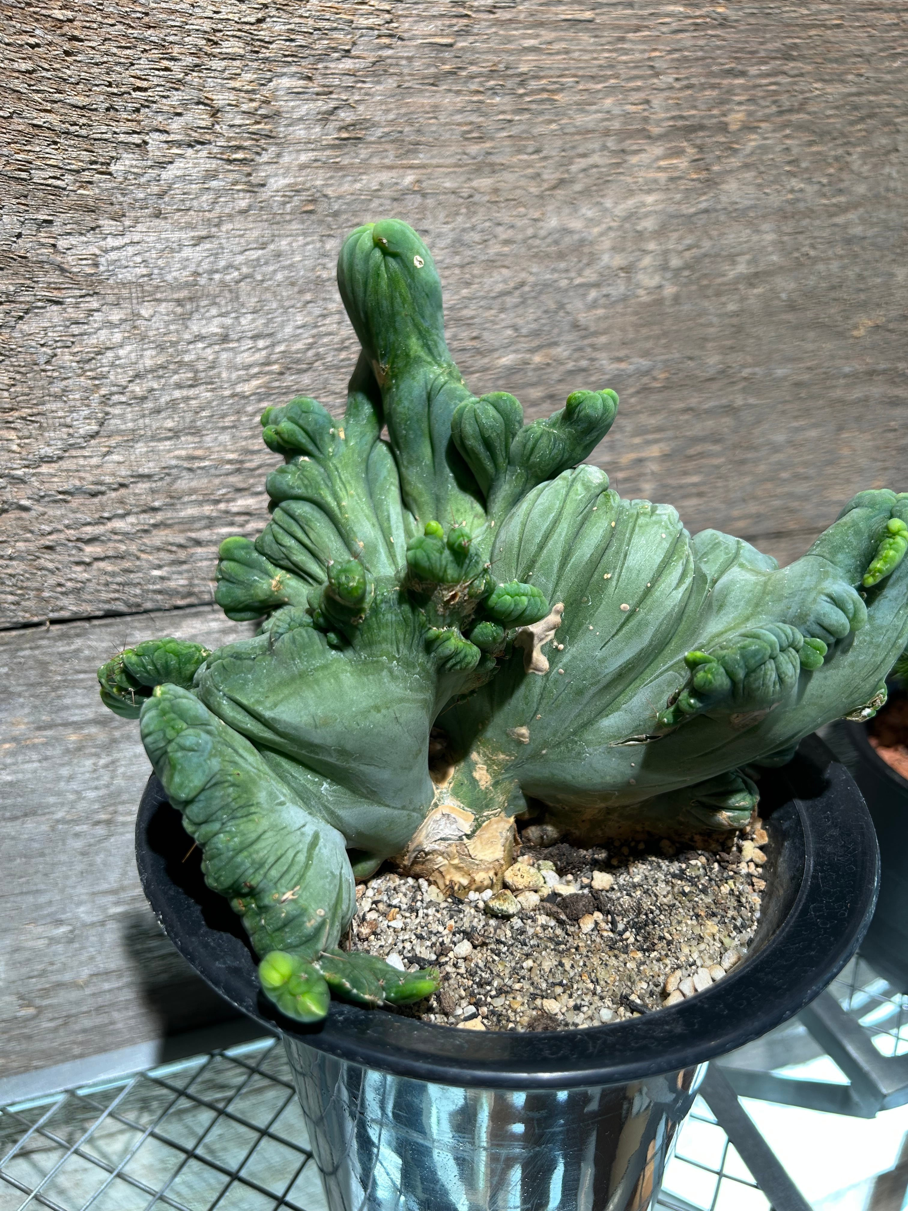 センナ メリディオナリス2.5号 | 植物との暮らし apricot