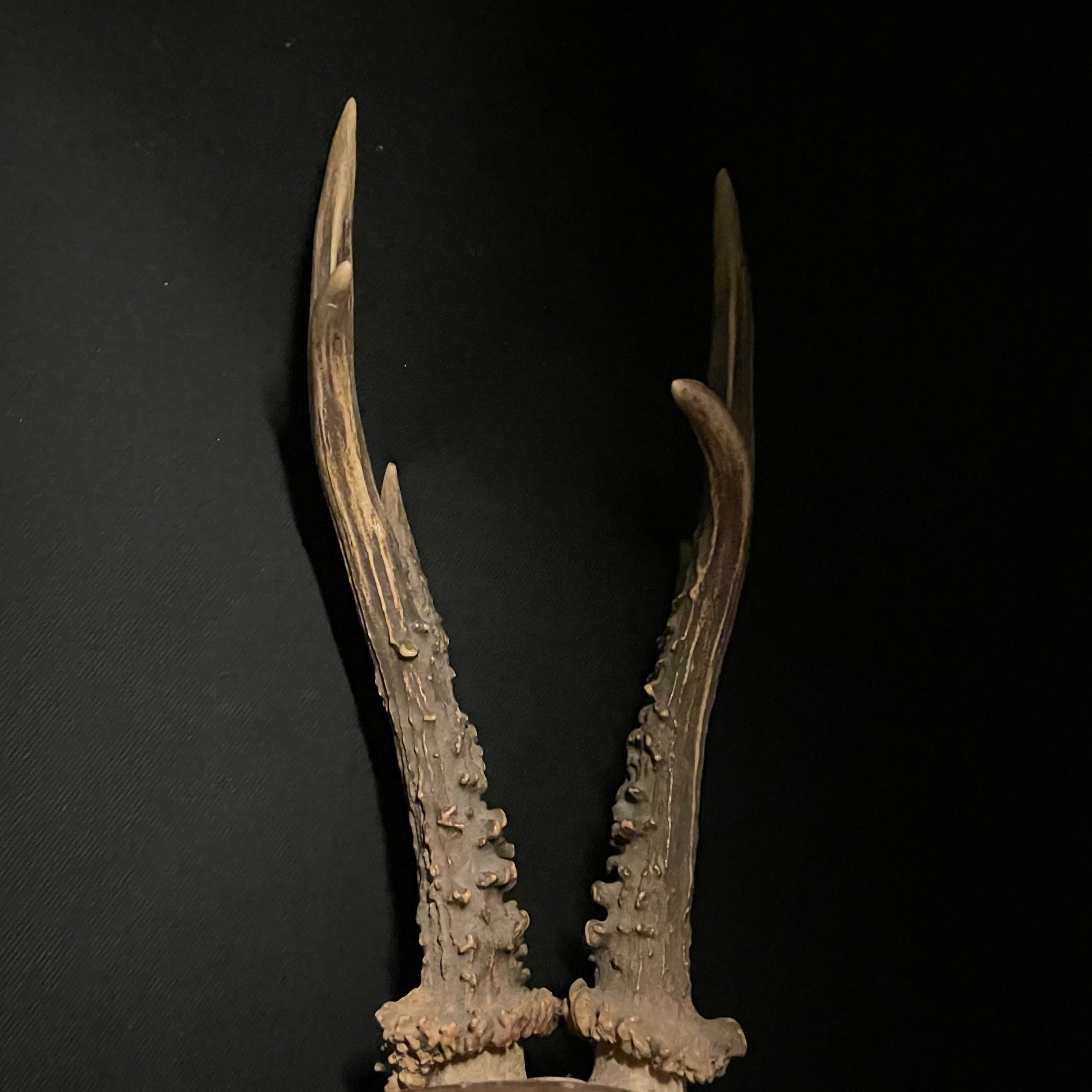 ブロカント アンティーク ハンティングトロフィー 鹿角 オブジェ