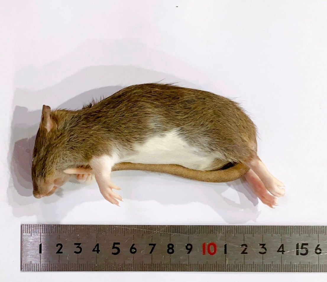 冷凍ラット SSサイズ | ネズミ屋さん